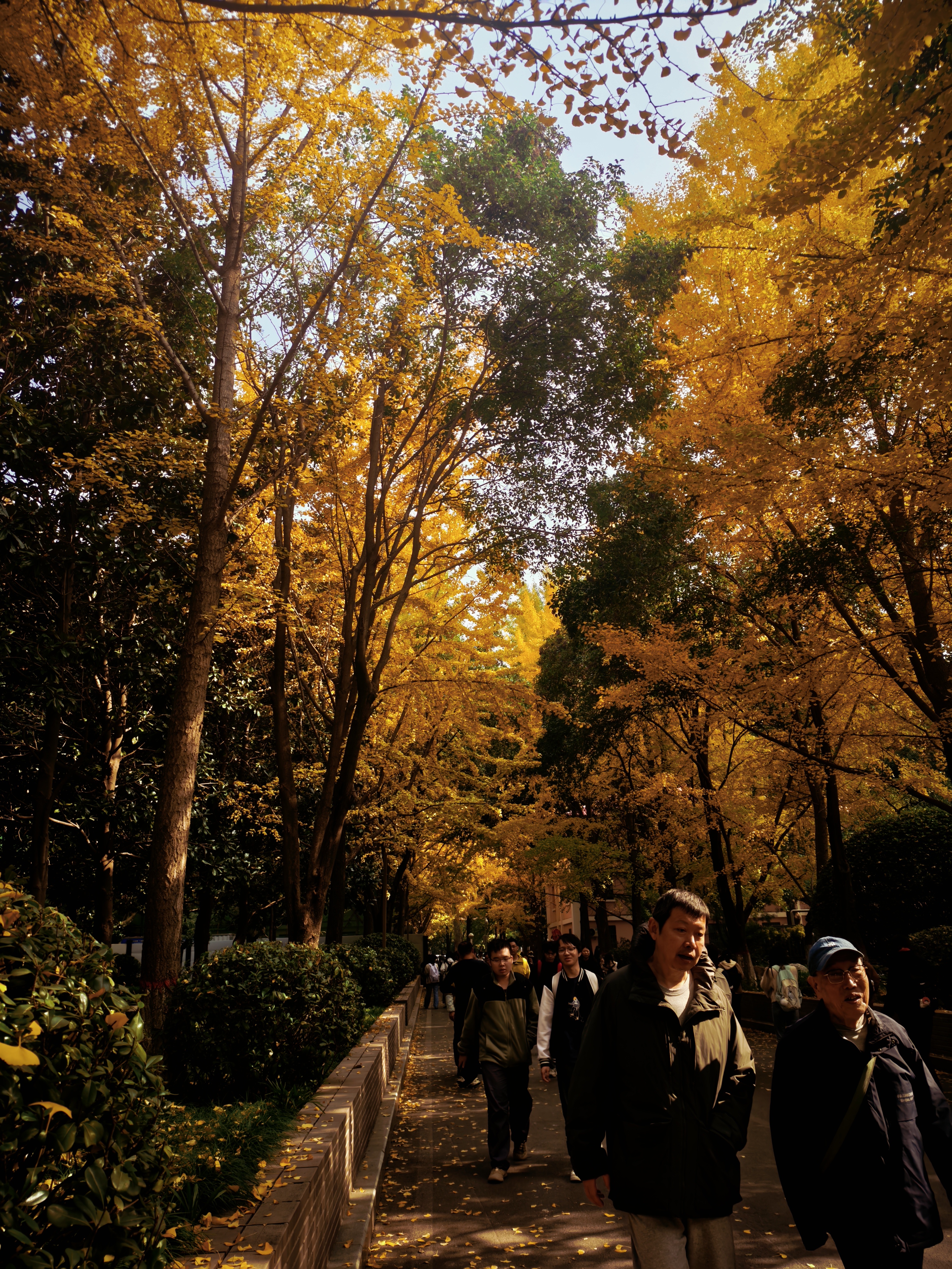 秋日林荫道，银杏披金，阳光透过枝叶洒落。行人漫步其间，在暖黄与树影交织中，邂逅诗意满满的季节限定风景。