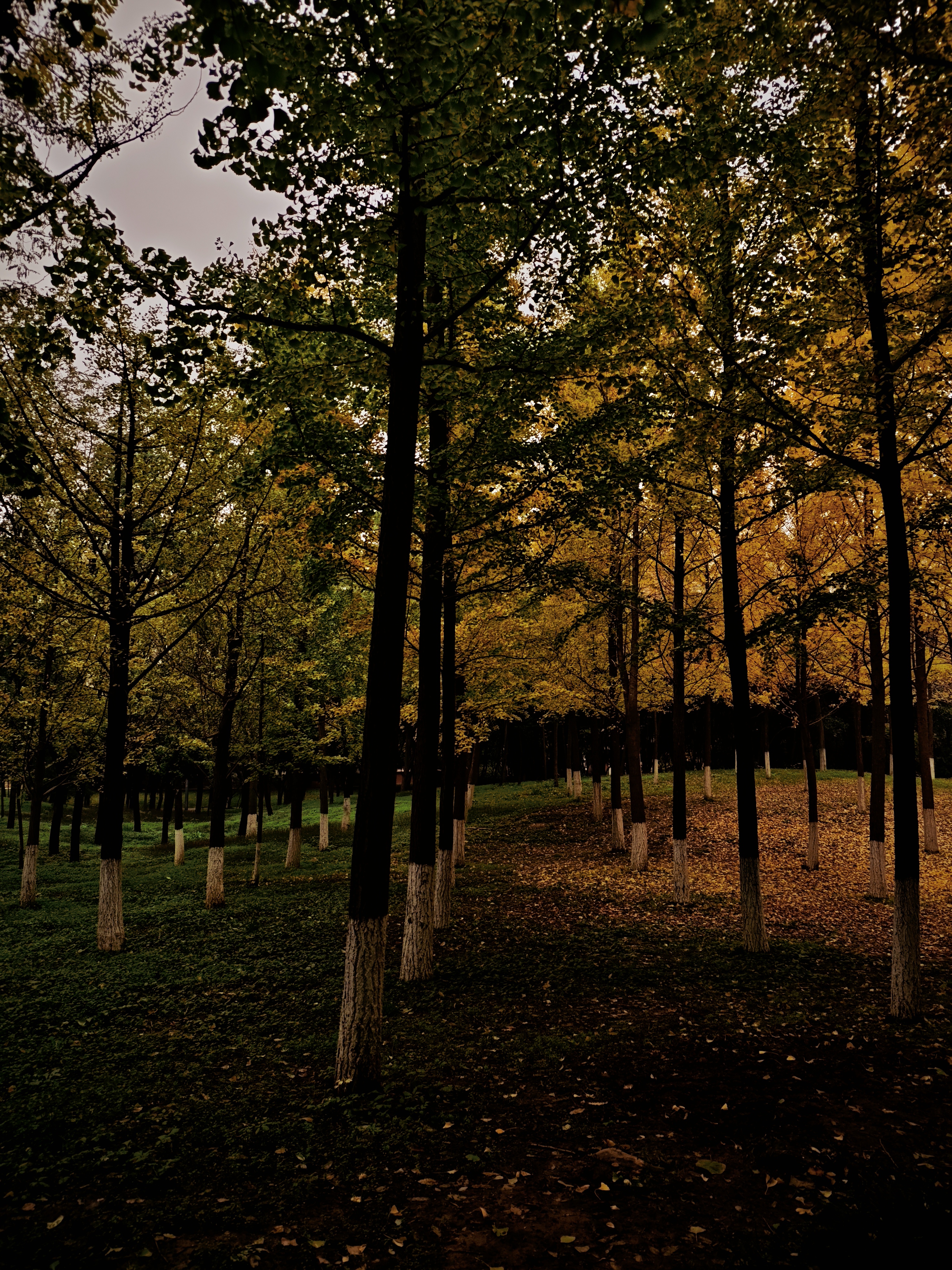 黄绿交织 落叶铺地，朦胧天色添几分静谧，尽显季节交替之美。