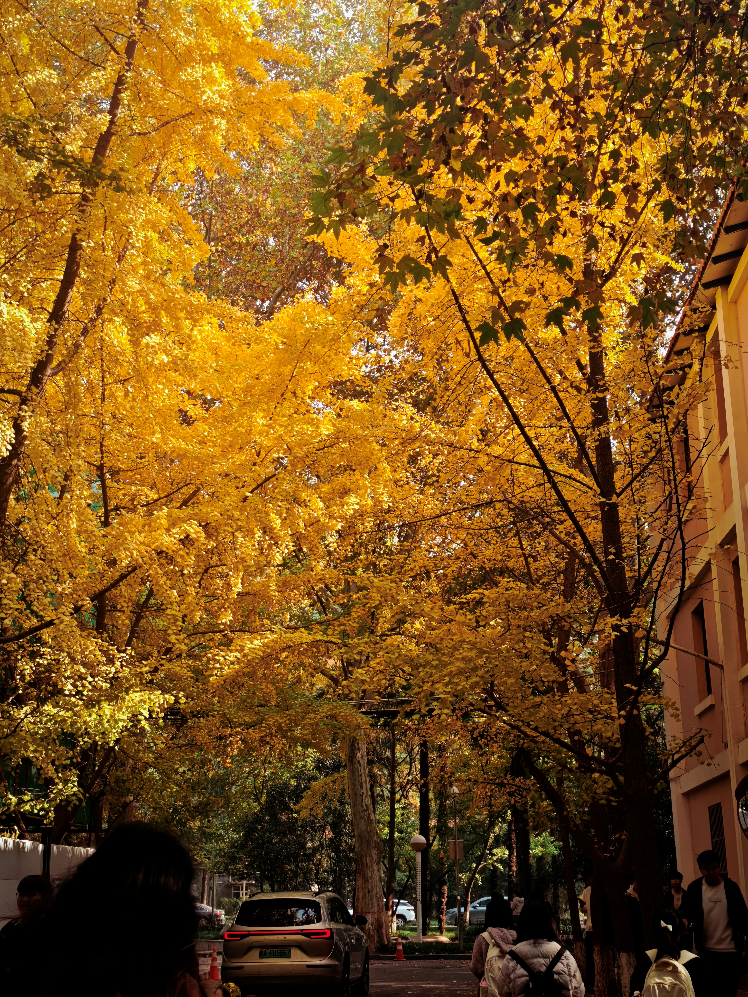 树下行人穿梭，建筑与车辆点缀，满是秋意与生活气息。