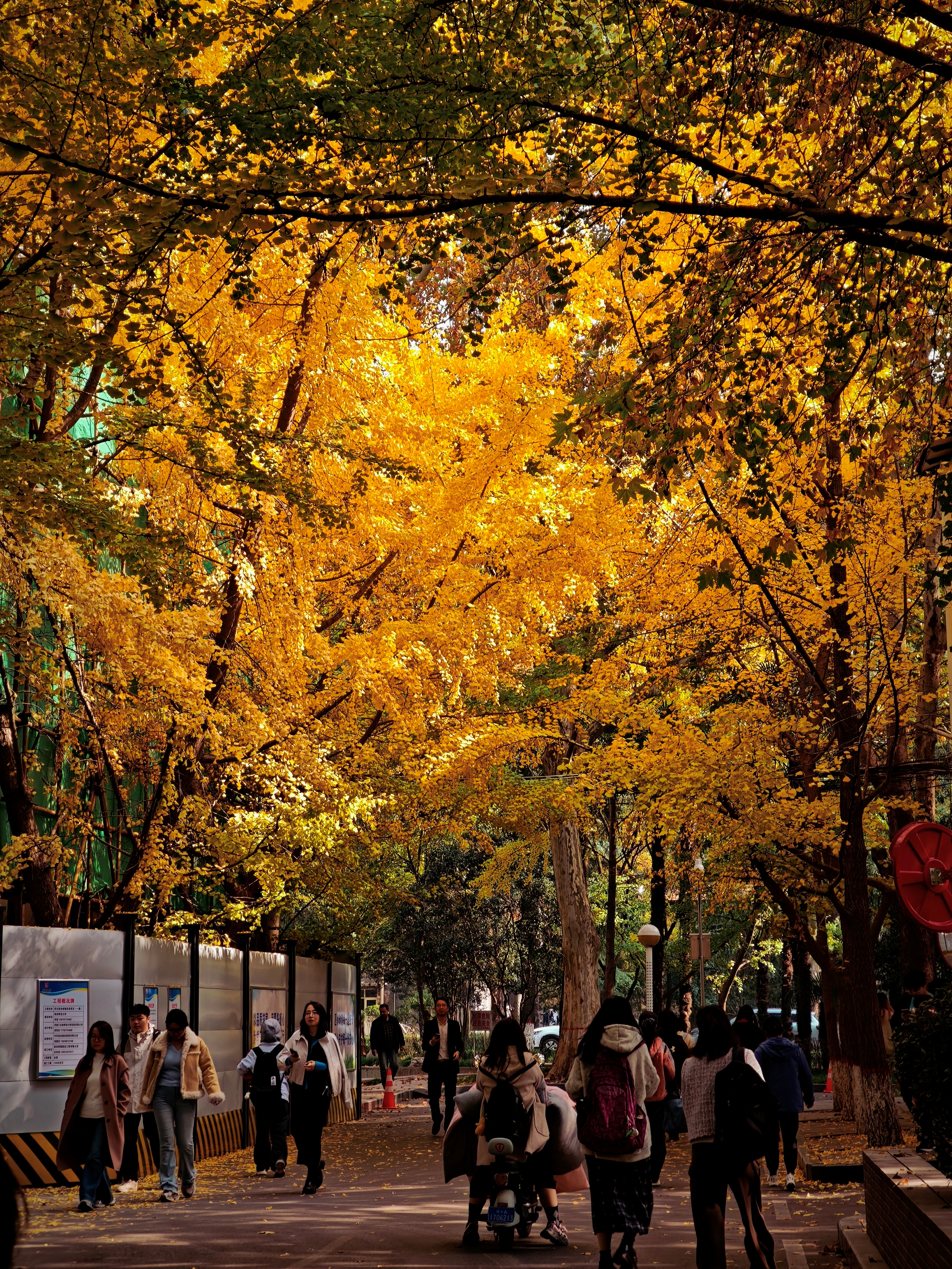 银杏叶染金，行人穿梭，或漫步或骑行，满溢着温暖的季节氛围感 。