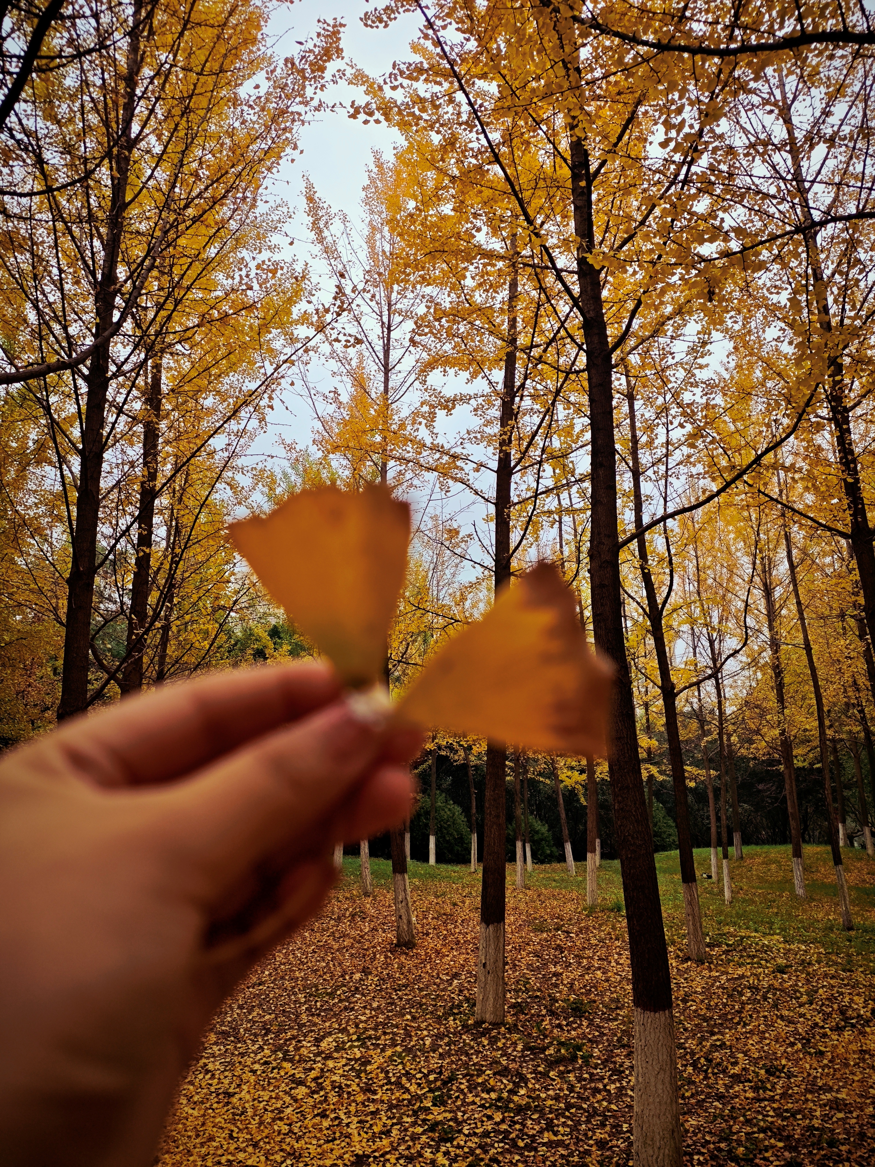 手捧银杏叶，在秋日银杏林间。满地碎金，树影参天，秋意漫染，把季节的温柔捧在掌心 。