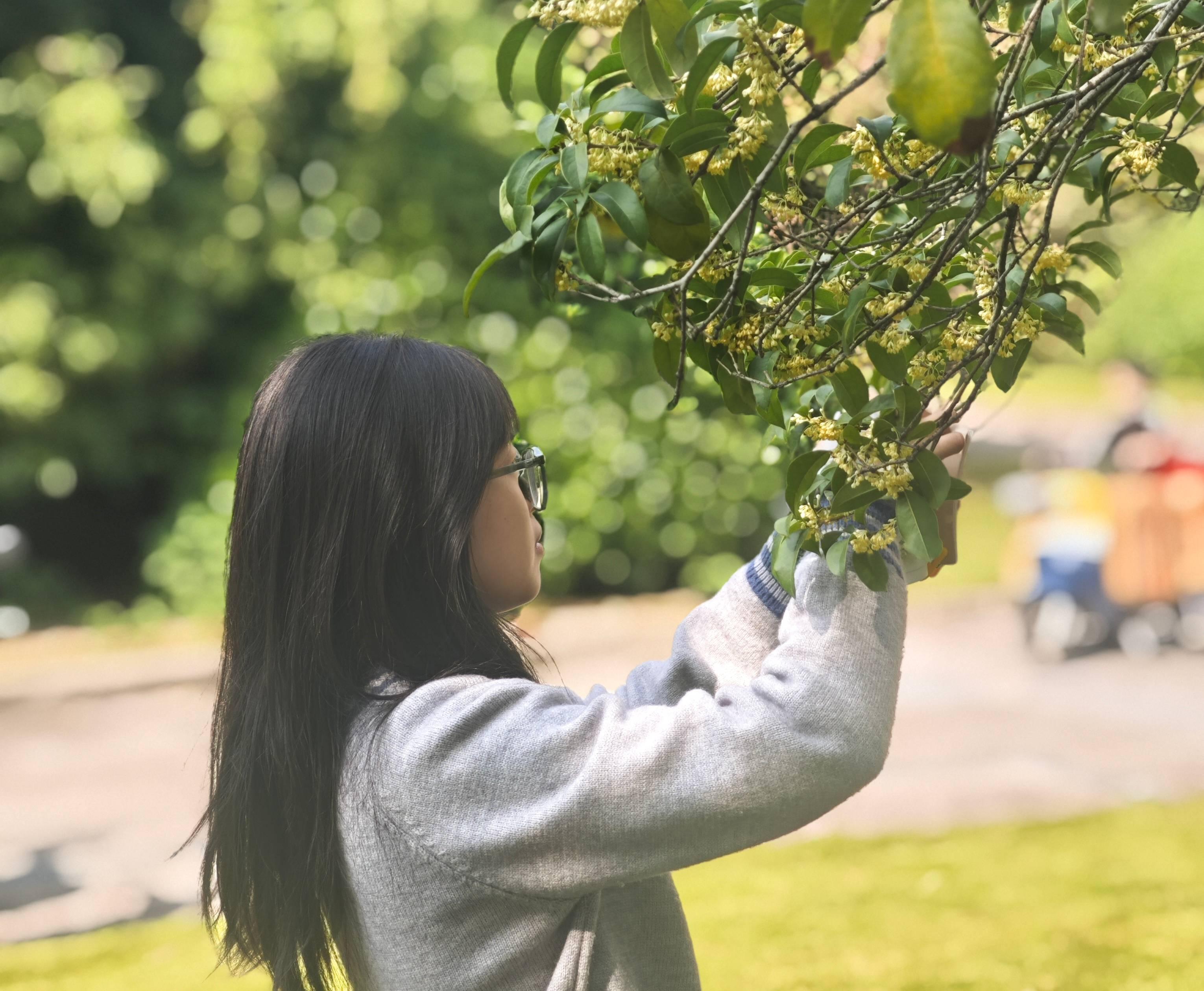 同学们亲手采摘校园内的桂花，一针一线缝制香囊，在芬芳中沉淀心情，以触觉与嗅觉唤醒内心的温暖。