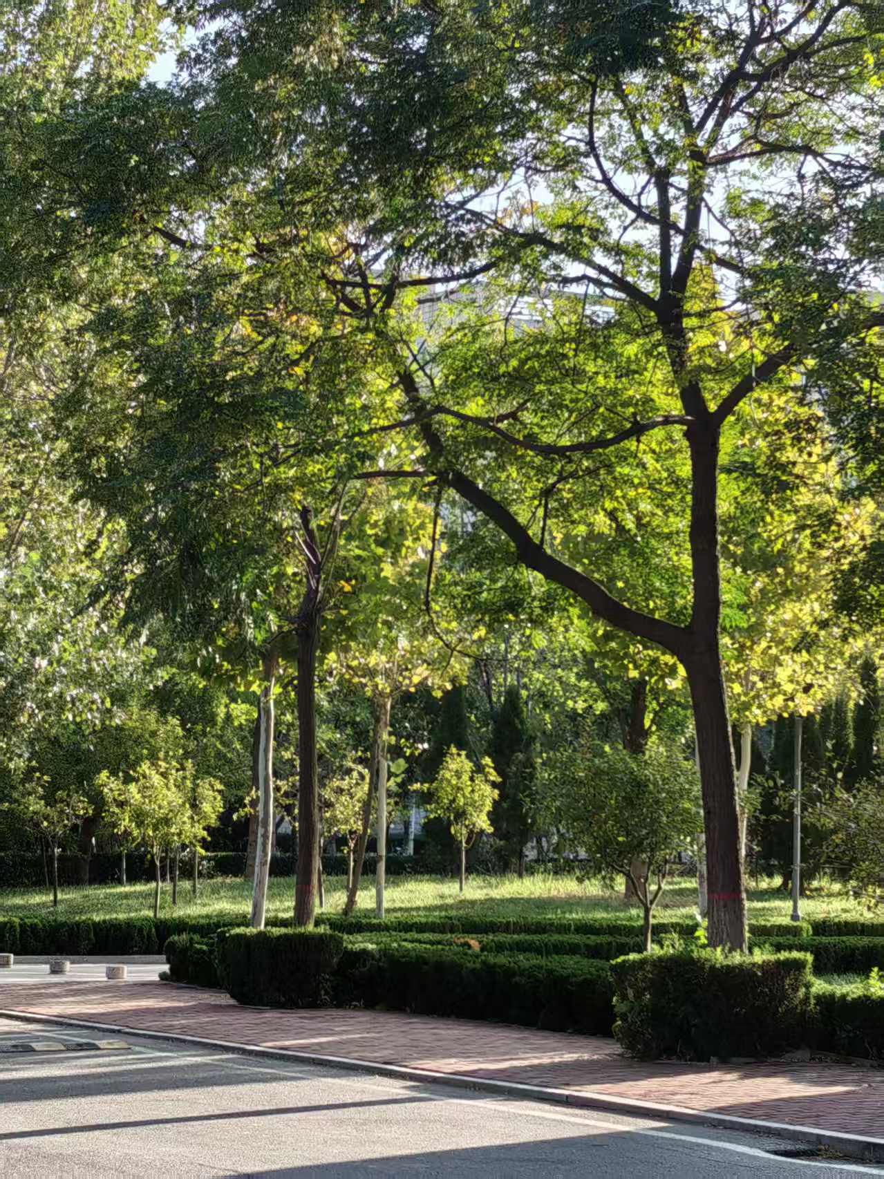 赶早八时，被晨光绊住：树影铺画，光暖杯身。快门轻响懂了：成长不必狂奔，早八匆忙里，树影藏着治愈的慢。
