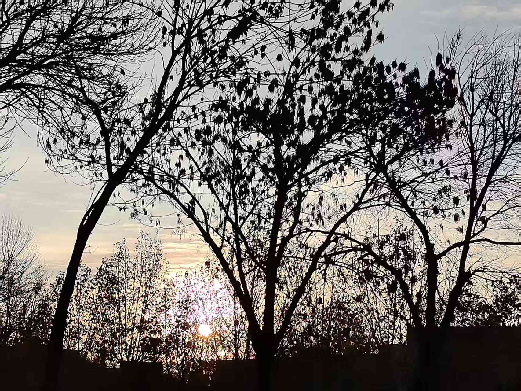 背书时，知识点背了又忘。抬眼见落日嵌在枝桠间，树影裁天，光斑晃笔记。原来秋冬萧瑟是青春呼吸口，树影落日熨软了备考的慌。