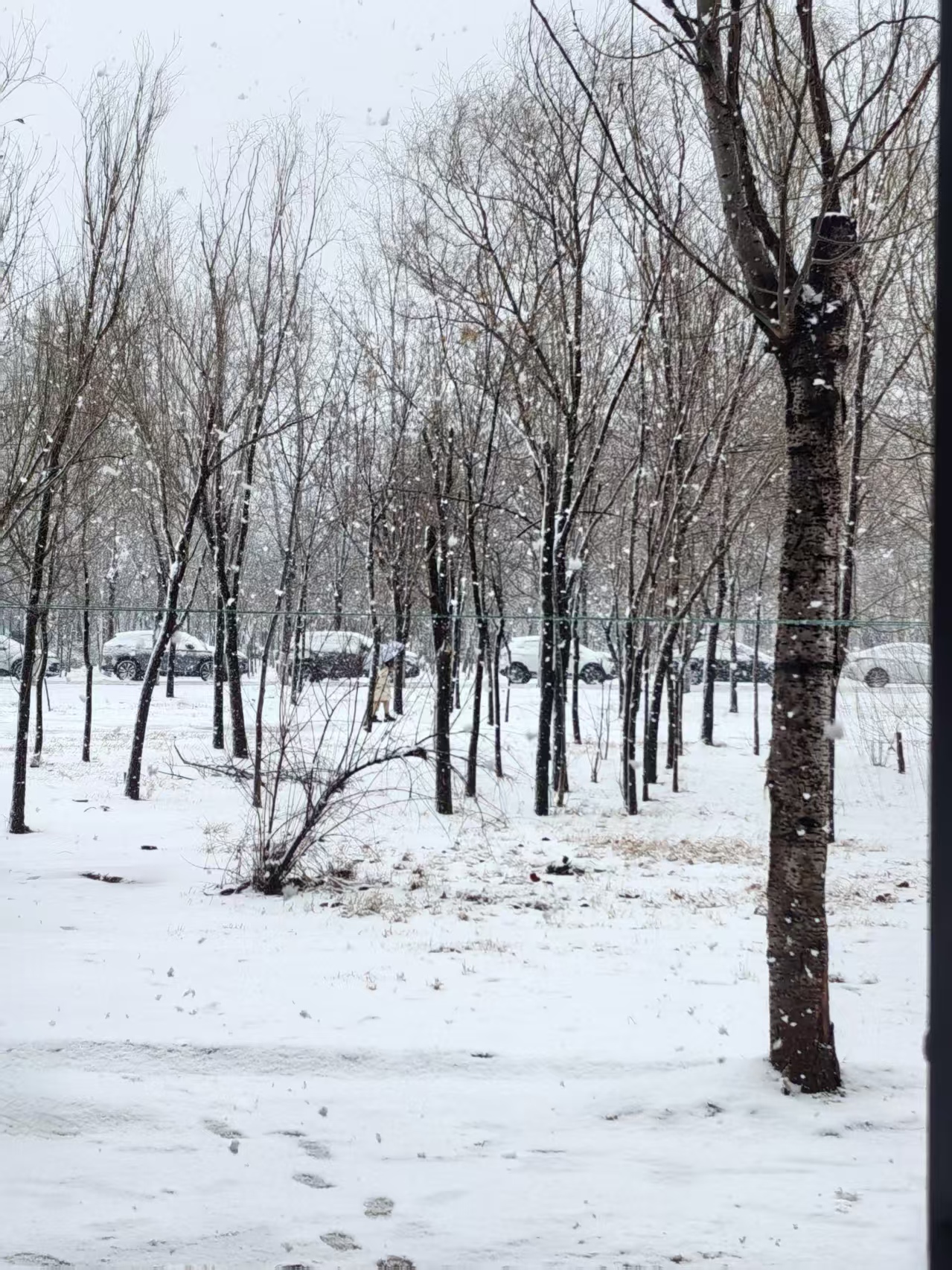 周末推窗，雪絮钻衣领、化水痕。光秃枝桠挑碎雪，校园覆薄纱。指尖发红却驻足——初雪让冬不荒芜，酿着未完的温柔。
