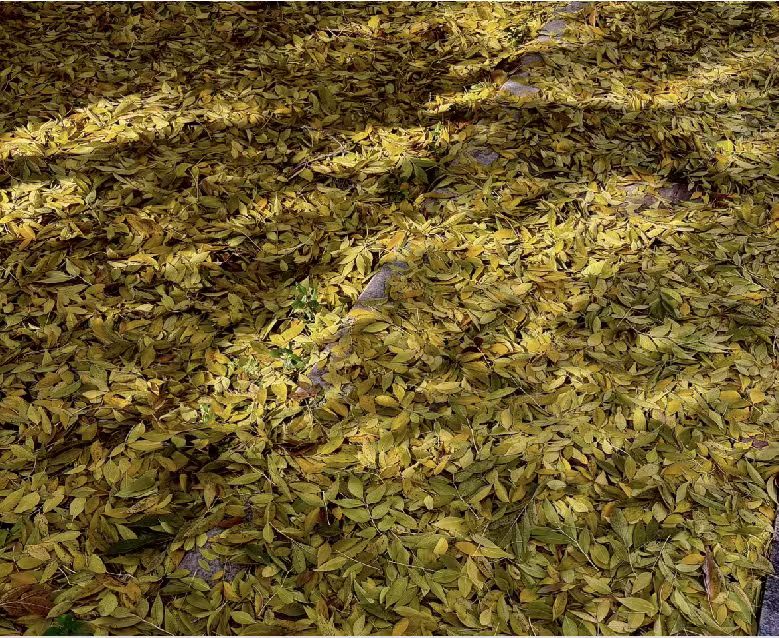 满地金黄落叶铺成柔软的秋毯，阳光轻裹每片叶的纹路，风一吹，细碎的光影便在这秋的褶皱里轻轻晃。