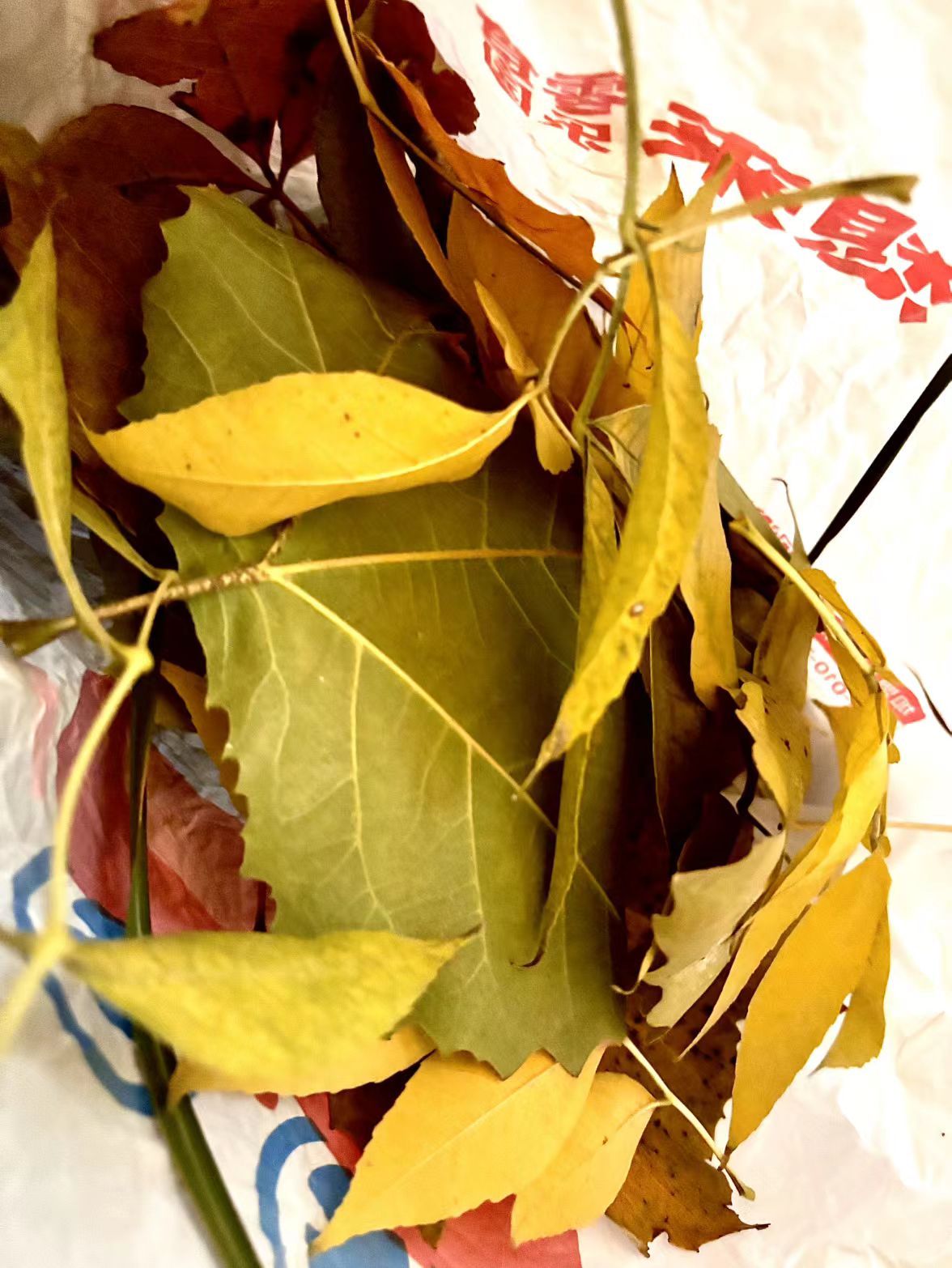 皱巴巴的袋子裹着秋的碎片：黄绿相间的叶、带痕的脉络，把刚拾的季节颜色，囫囵装成一袋鲜活的秋。