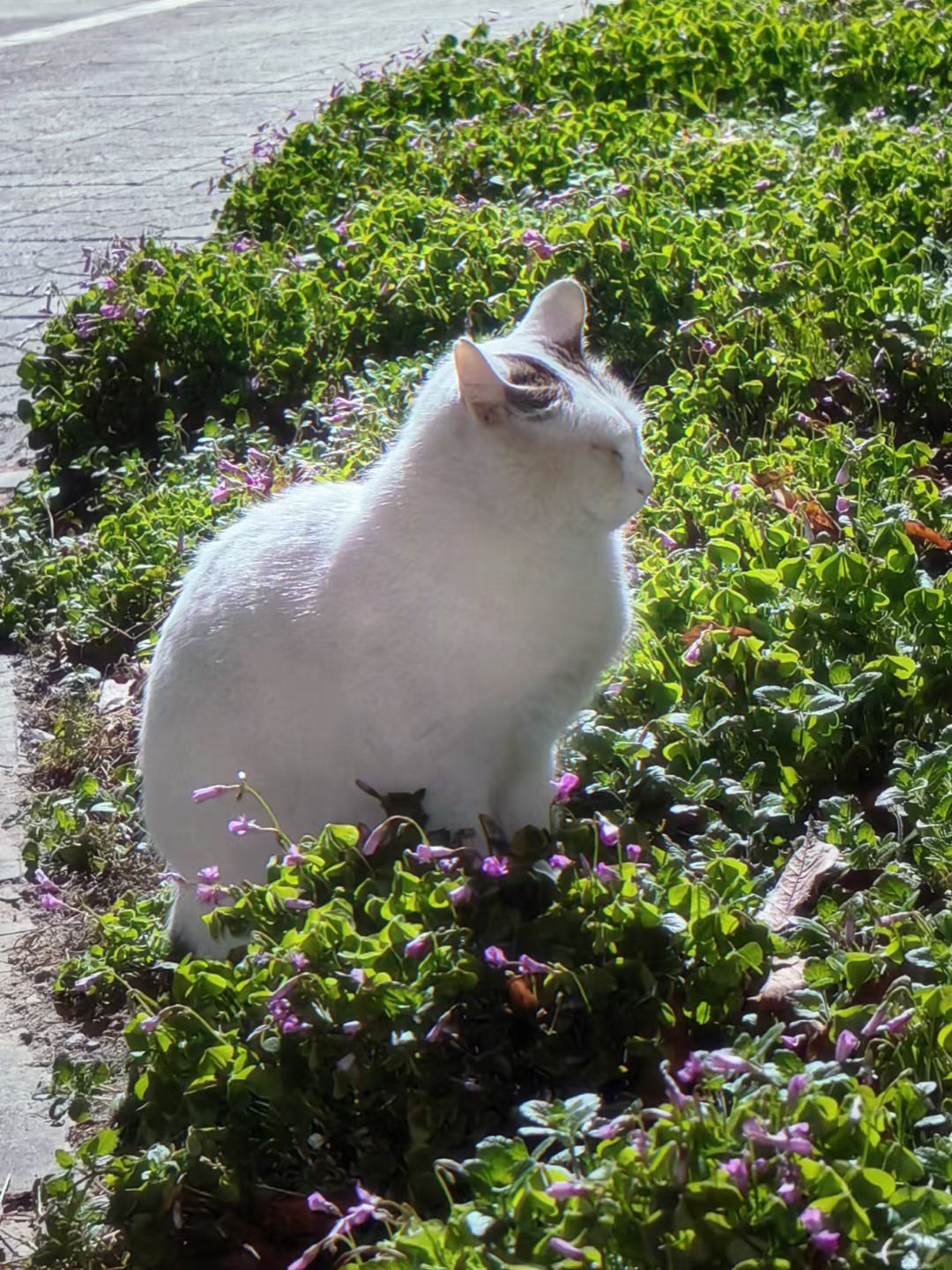 白猫蜷在秋草紫花里晒太阳，蹲身对焦时它偏头蹭叶——原来秋冬的软，是生灵偷藏的半分慵懒。
