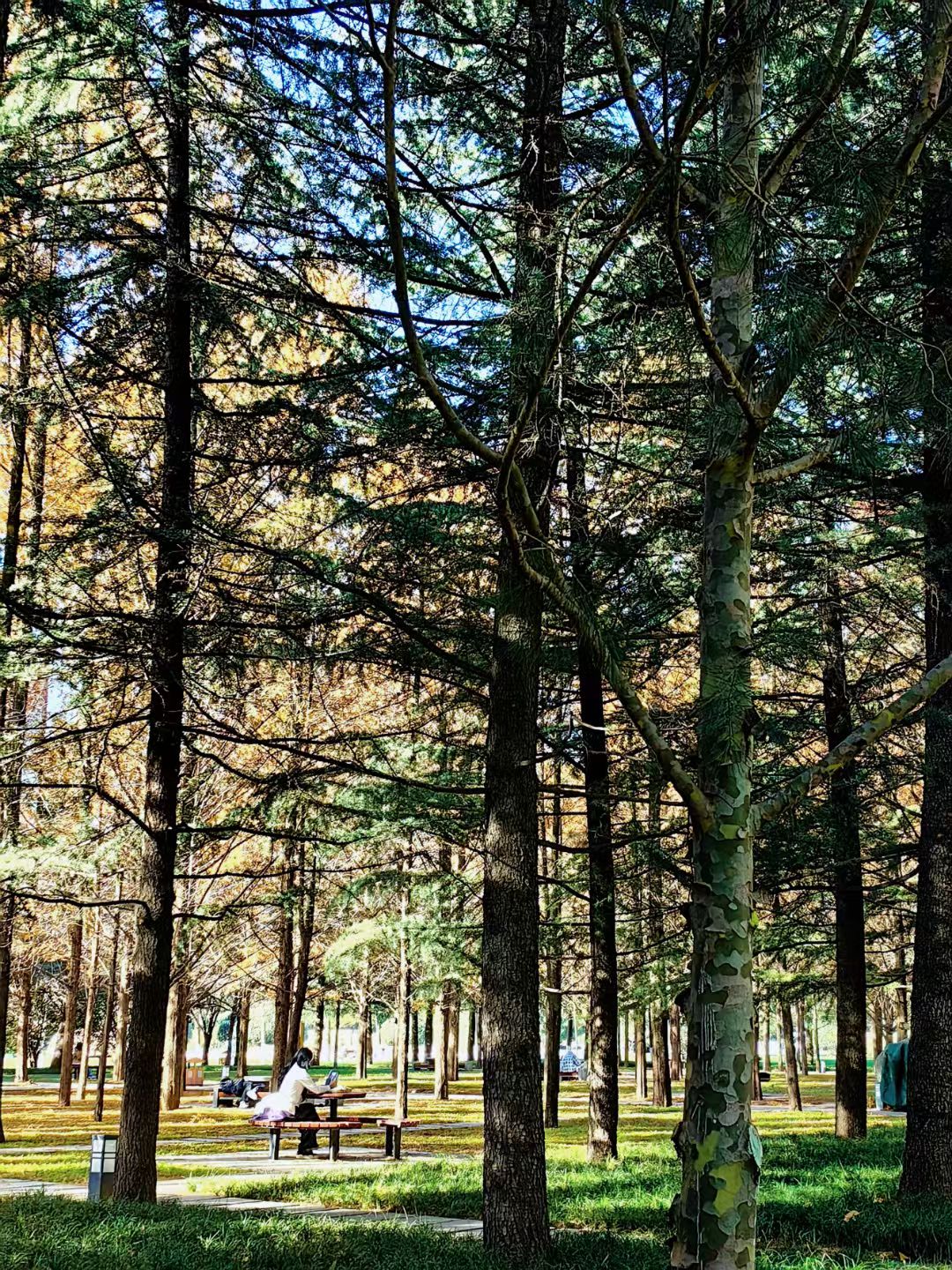 树影裹着长椅上的人，站在远处取景时，风摇落松针——原来独处的时光，是季节给的安静拥抱。