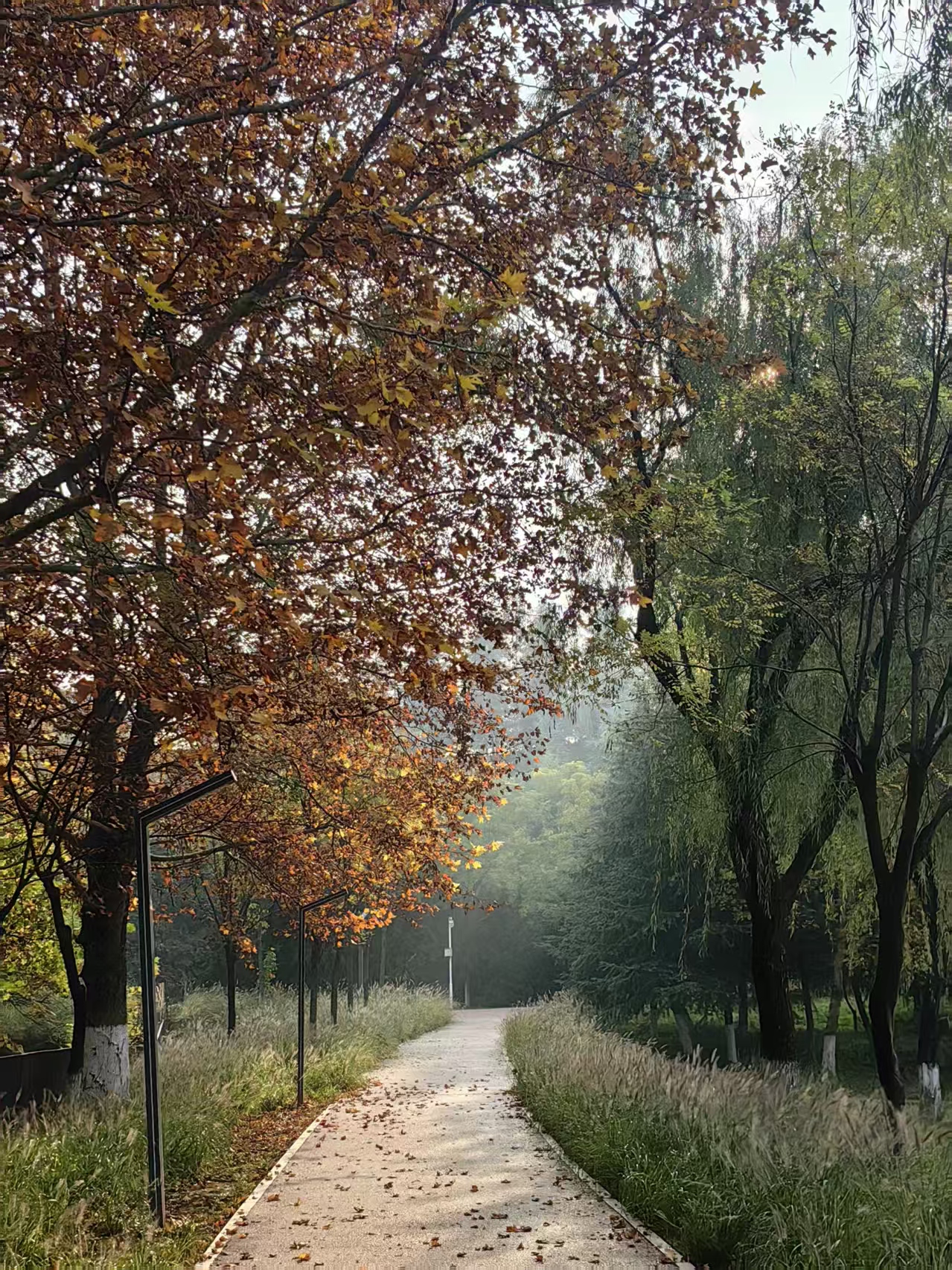 踩碎叶走在秋径，风裹着桂香漫过来。抬镜头时光斑落满屏，才懂：慢下来，季节会递来一径温柔。