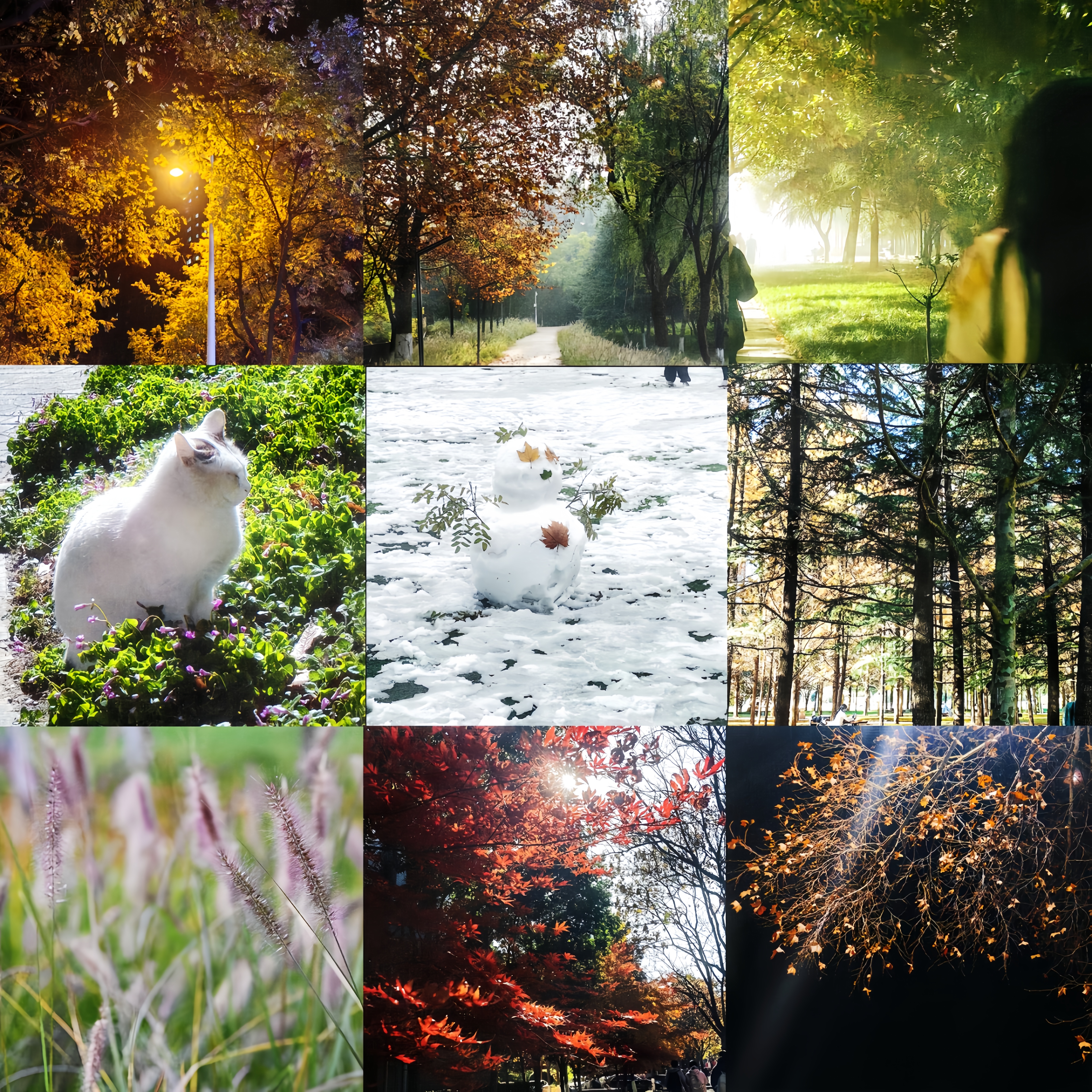 风裹暖黄与霜雪，藏心事于林间光、猫耳草絮、雪人枫扣。红枫灼日，枝悬碎金——秋冬赠的软糖，是心事焐成的轻甜念想。