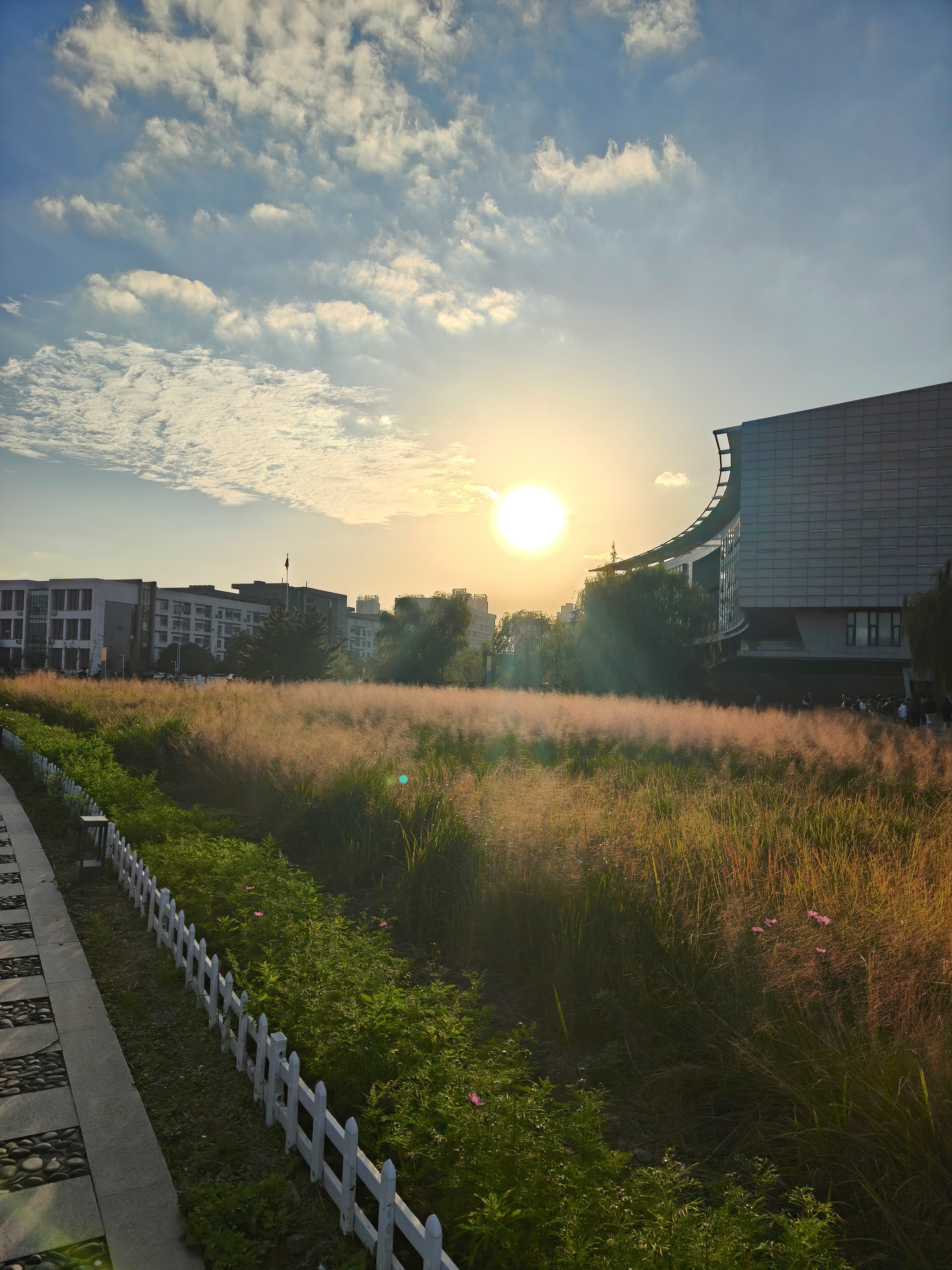 黄昏下的花草：学校的粉黛乱子草开的正艳，远处的喧闹柔在光里，夕阳浸润的傍晚，热闹与静谧并存。