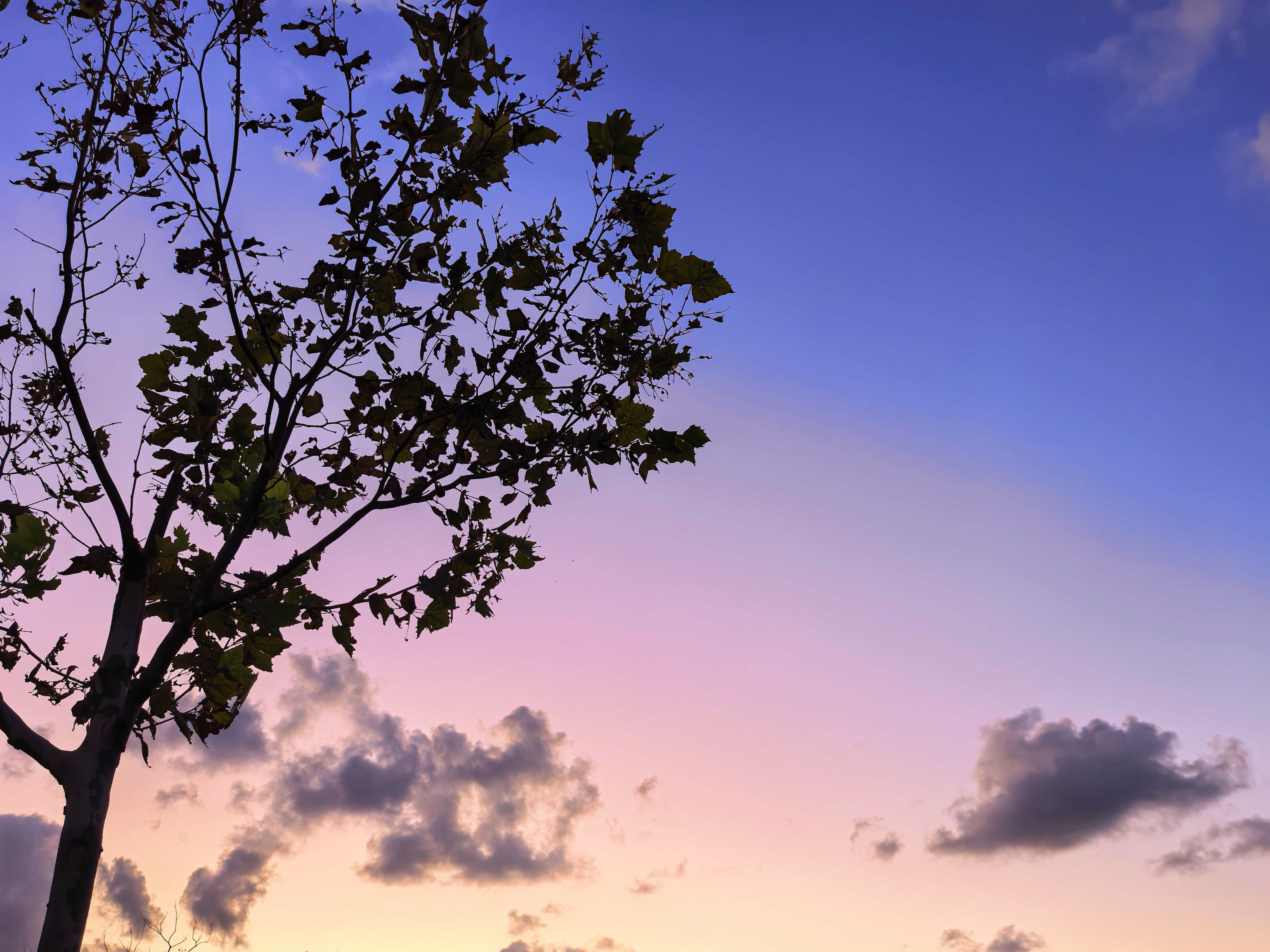 暮秋时分，梧桐耸立，霞色晕染天际。这般静谧，似把时光酿成诗。叫人只觉岁月温柔，更盼日后每个这样的黄昏，都有新的故事生长。