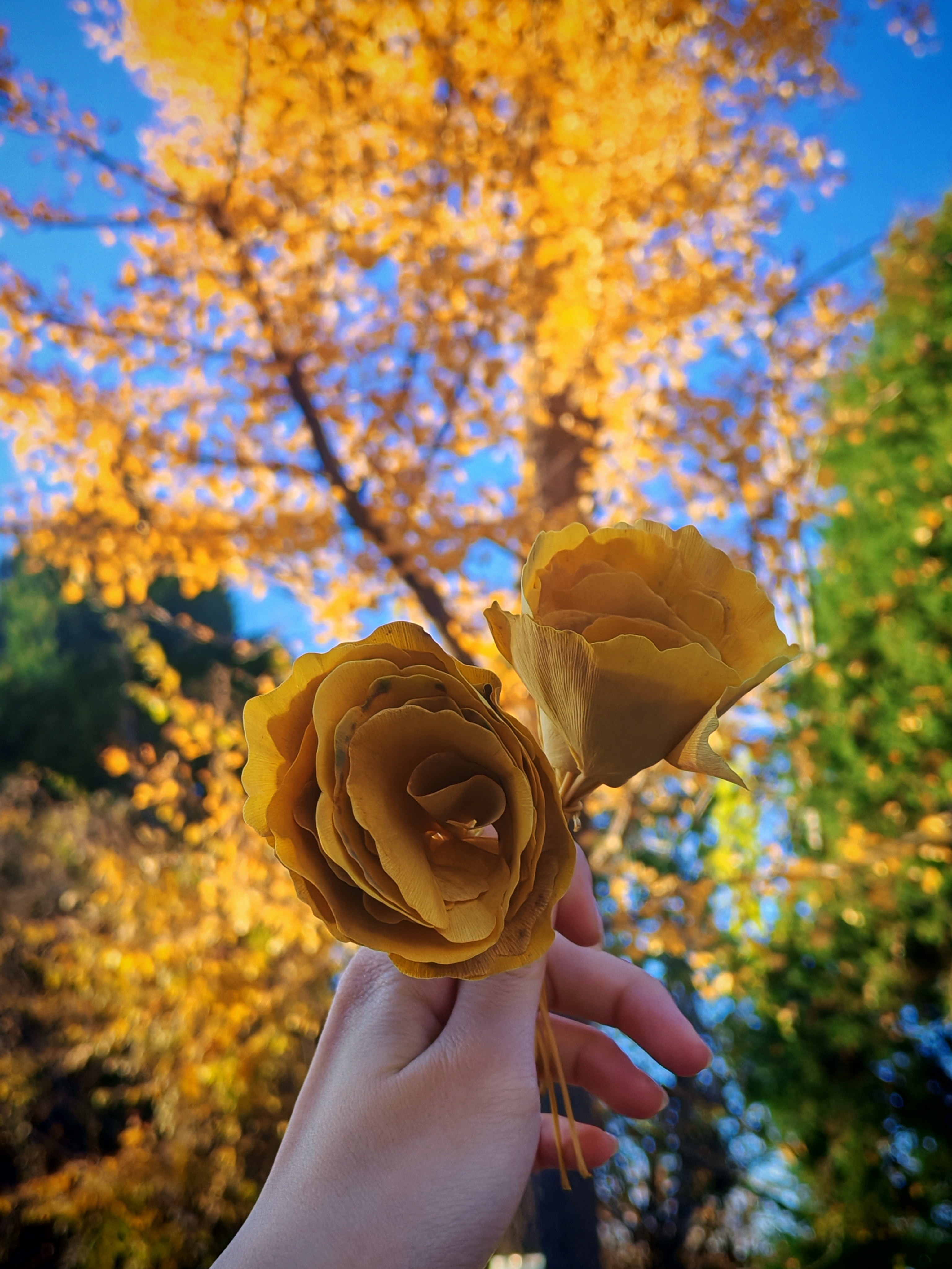 没有艳丽的色彩，没有浓郁的香气，银杏花在秋日里静静舒展，用金黄书写岁月的沉淀。 