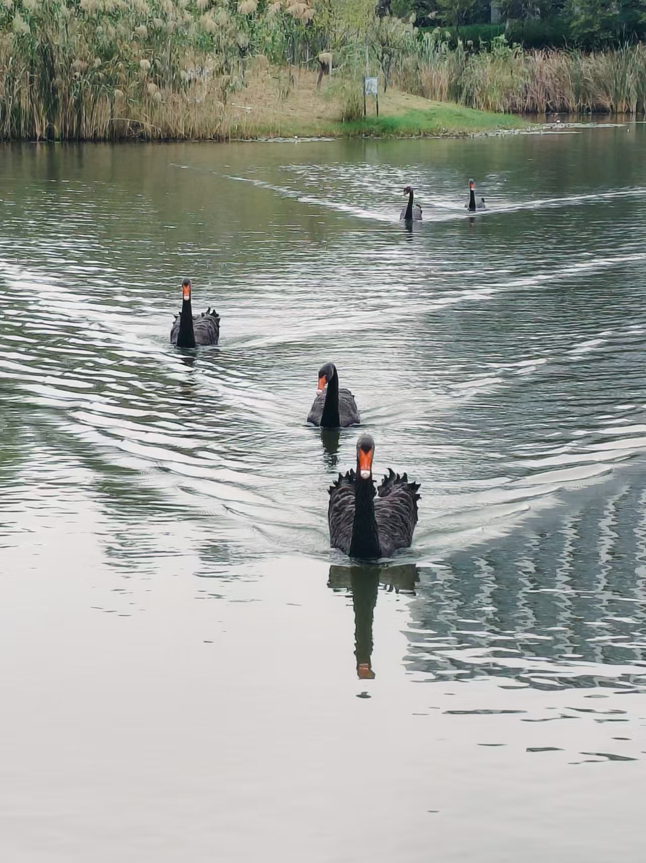 秋冬的风总带着“萧索”的标签，可这群小家伙偏不配合：伸着橙红的喙理羽毛，翅膀扫过水面时溅起的水珠，把冷意都搅成了甜的。
