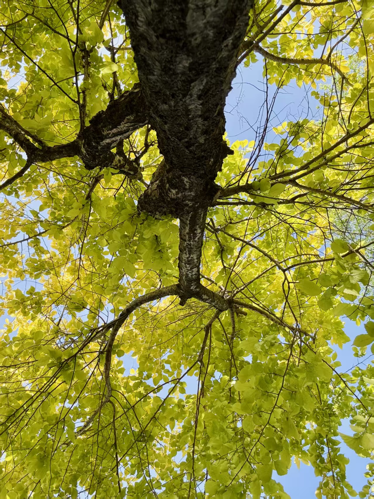我靠在墙根儿抬头，看见右侧的树半黄半绿，像把春天和秋天缝在了一块儿。树枝偏要歪歪扭扭地伸过去，把蓝天剪得七零八落。
