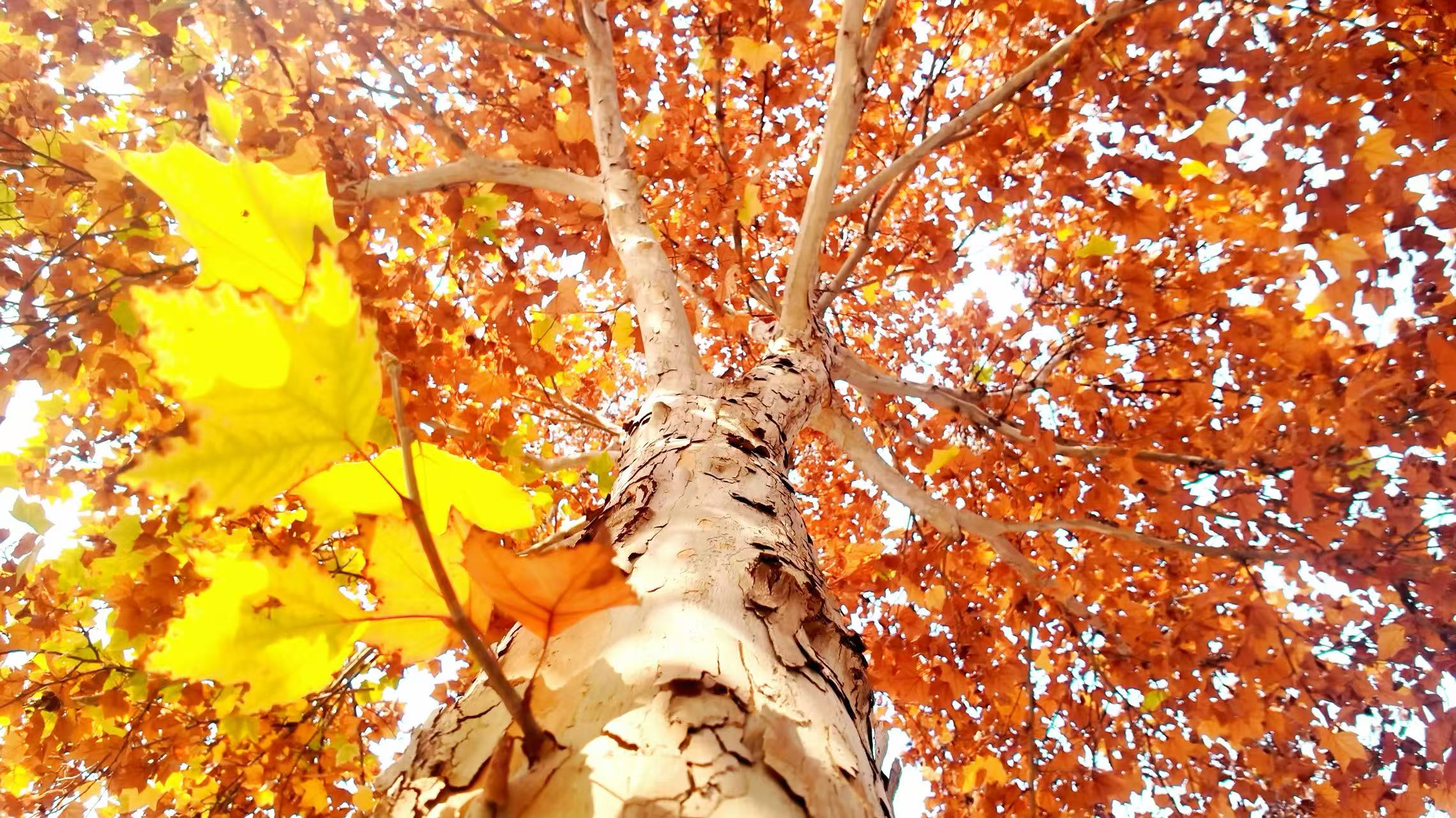 青绿的草丝间，落叶织成斑斓的毯，远处的树群一半浸在暖阳里晕成鹅黄，一半染着霜色烧成丹红，连空气都裹着暖融融的焦糖味。