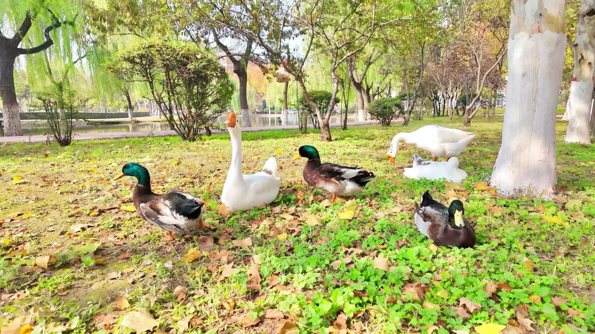 几只鸭鹅蜷在落叶间打盹。白鹅抻着脖颈望云，花鸭埋首梳理羽毛，连脚步都放轻了几分——秋从不是萧瑟的告别，是生灵们共享的午后