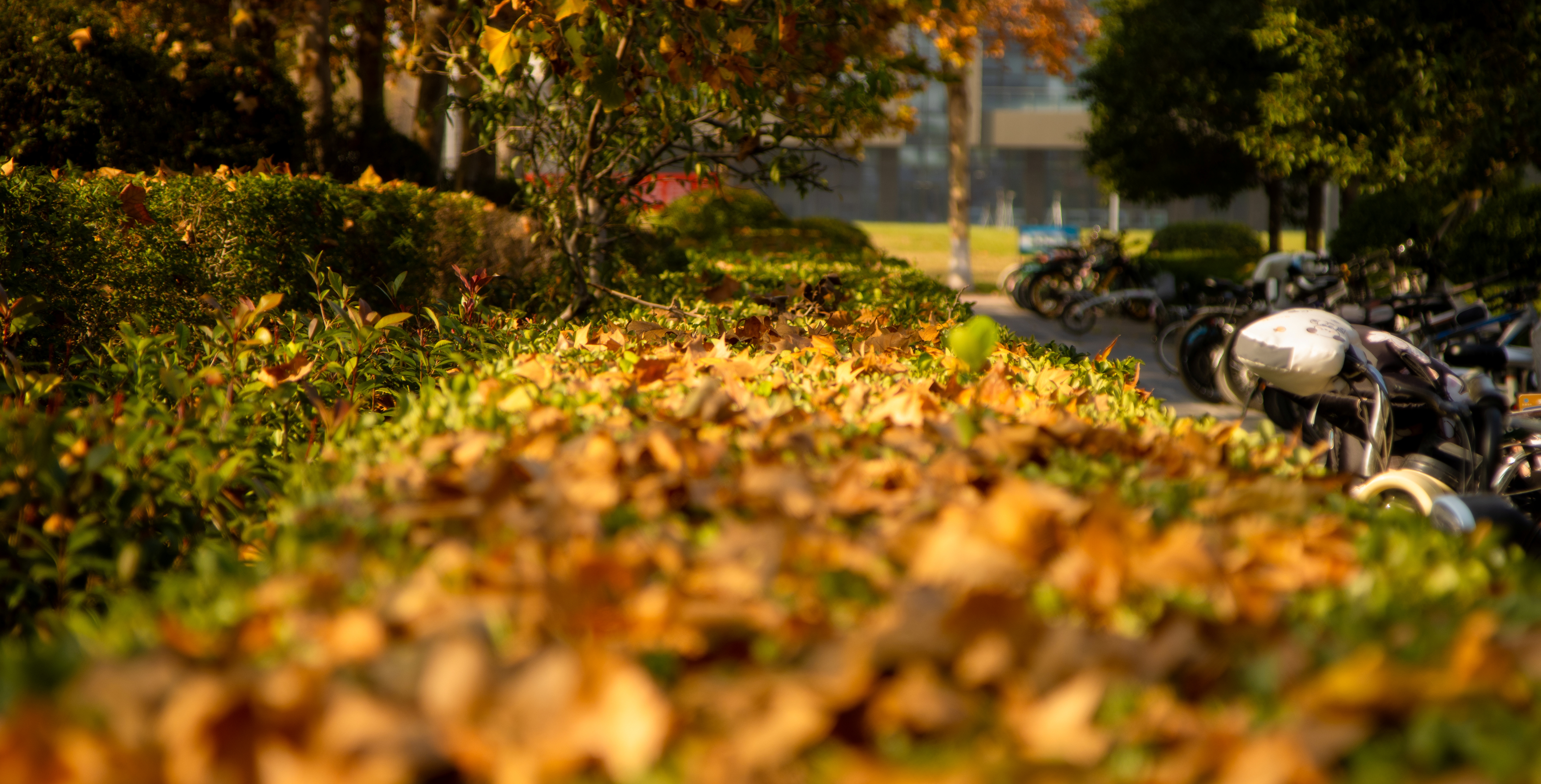 叶片为灌木丛披上金箔织就的绒毯，每一片都似安睡的精灵，在秋阳里流光轻颤。