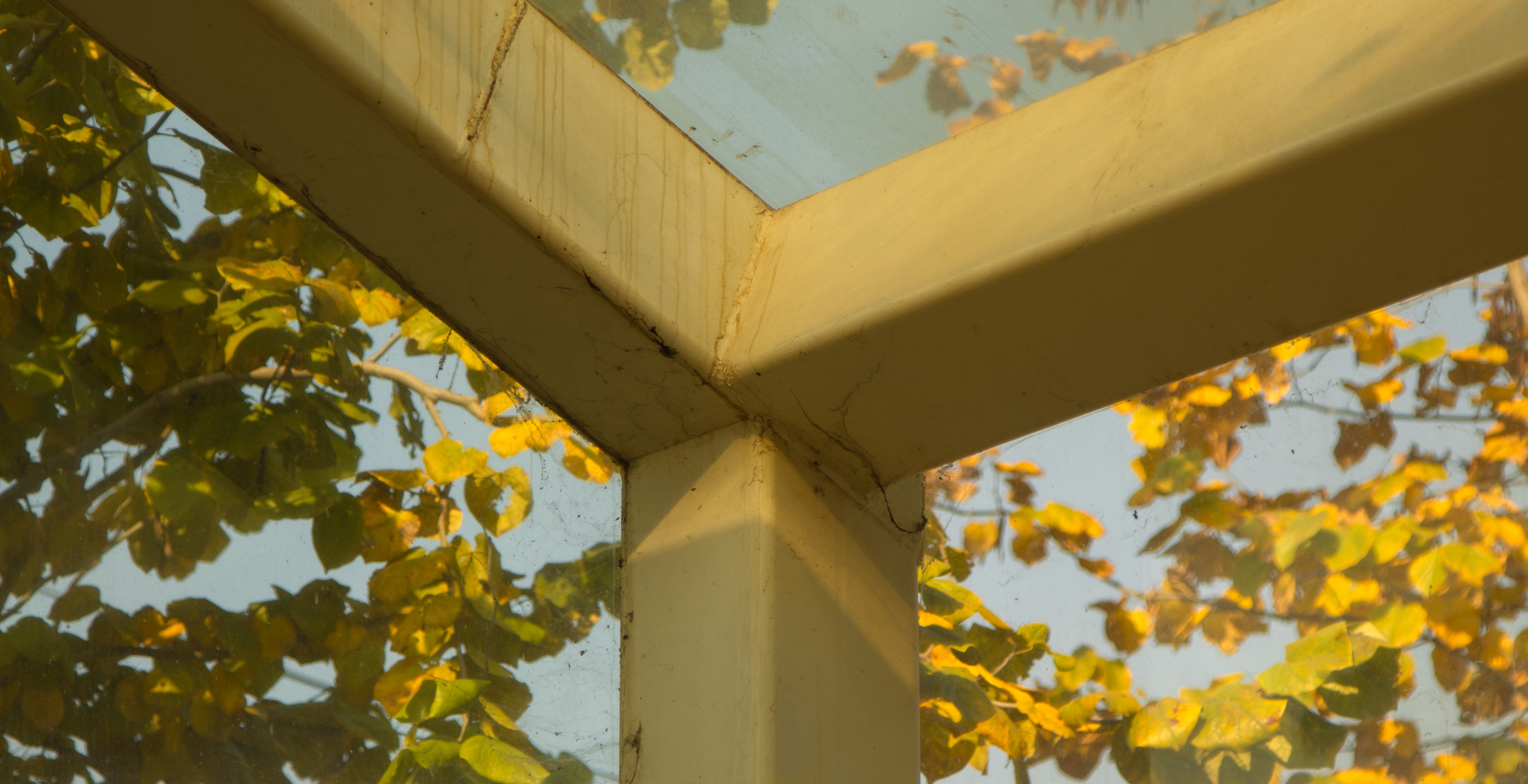 地下通道的转角被午后阳光镀成金色，发黄的叶片在玻璃后轻摇，像一场静谧的秋日私语。