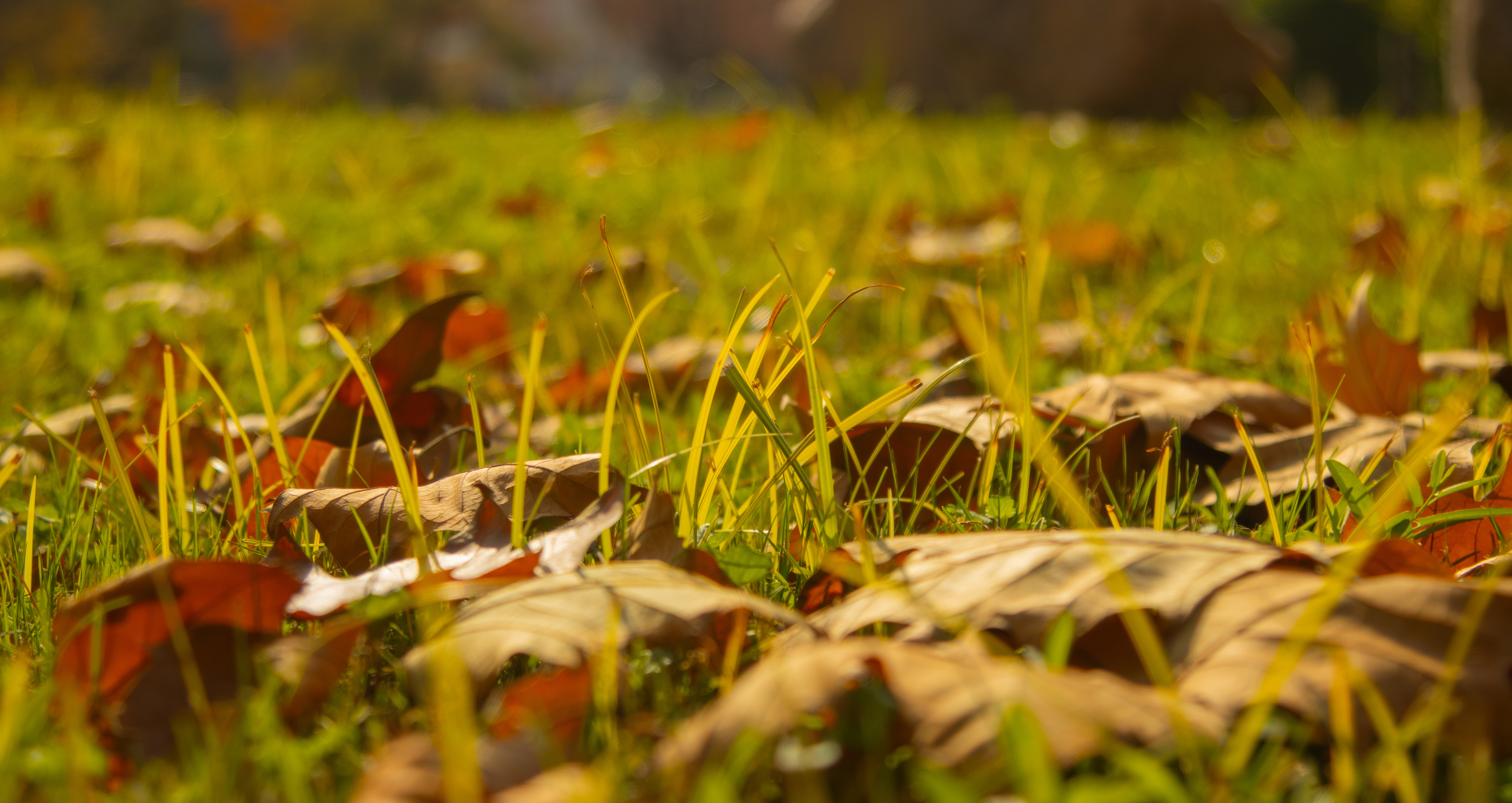 零落的秋叶在草坪上铺开金色印迹，如一枚枚自然的印章，在晨光中无声宣示着季节的主权。