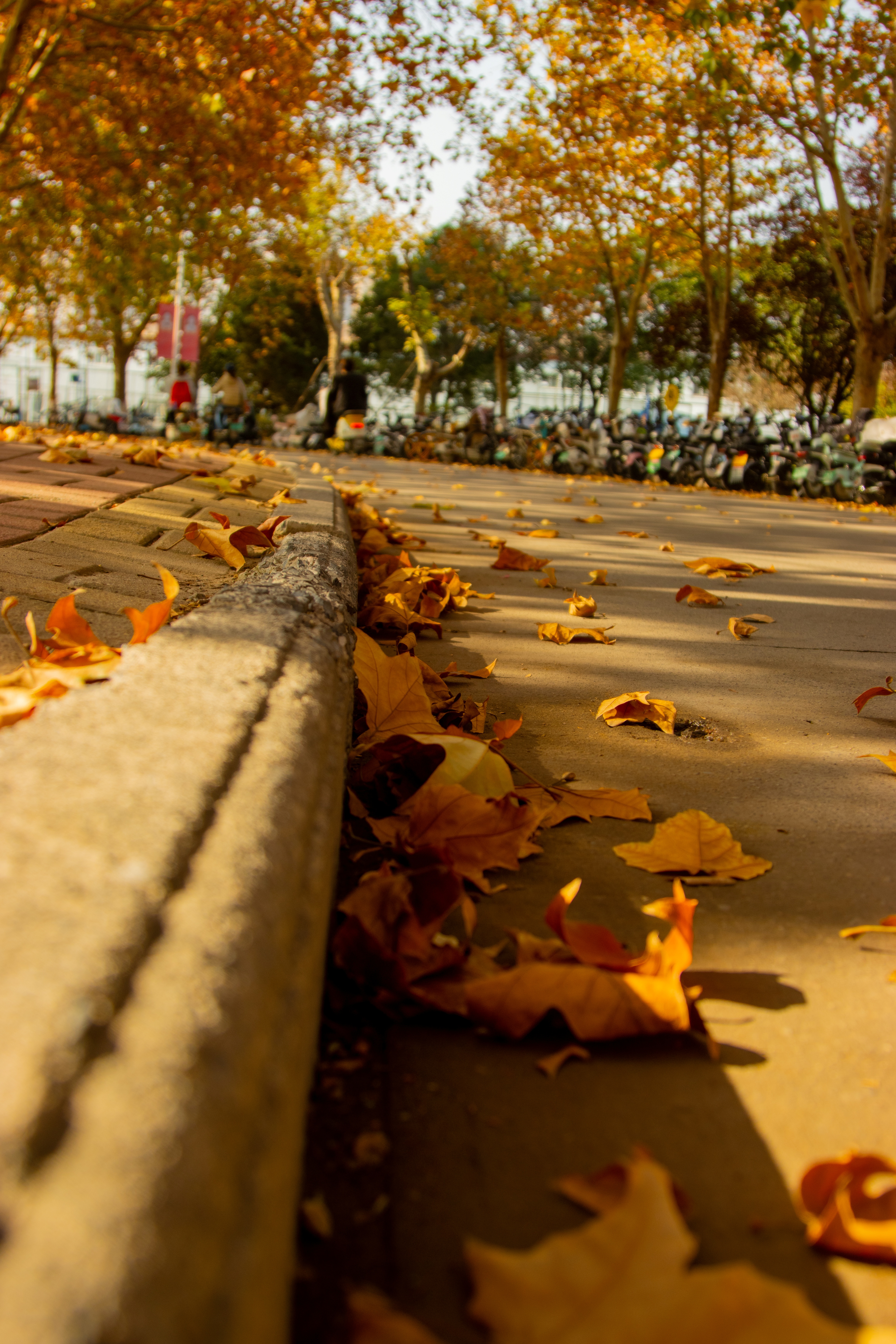 视线循着水泥台的弧线延伸，秋色如画卷沿引导线徐徐展开，层层浸染的斑斓在阳光下向远方流淌。


