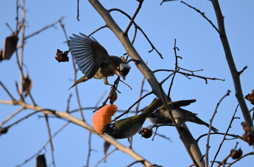 鸟儿在柿子树上依偎啄食时，我们看到的不只是动物过冬的储备，更是人与自然和谐共生的美好画卷。
