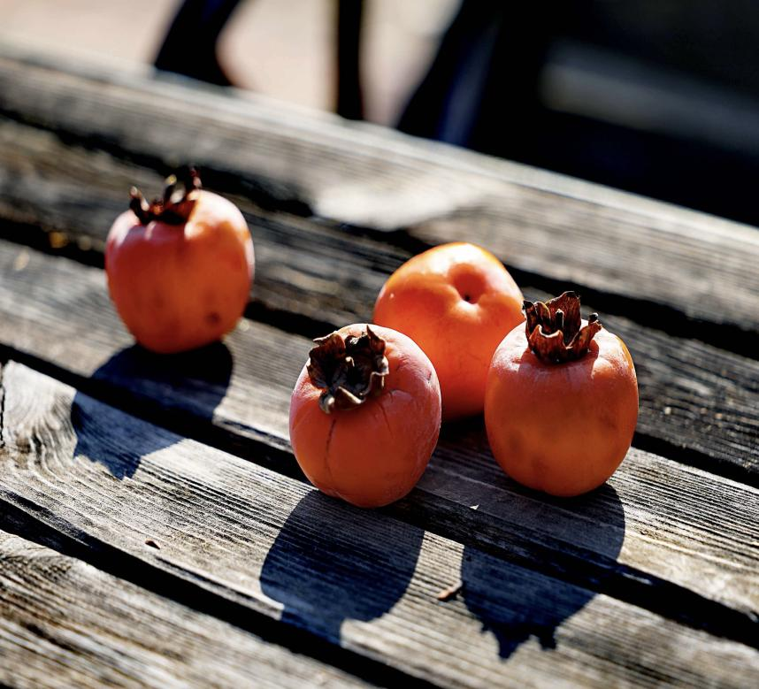 在学校的角落，偶然发现了滚落在地下的，秋阳刚好斜斜裹住这几颗柿子，我将它拾起来，橙红裹着木色纹理，连果蒂的褶皱都泛着暖。