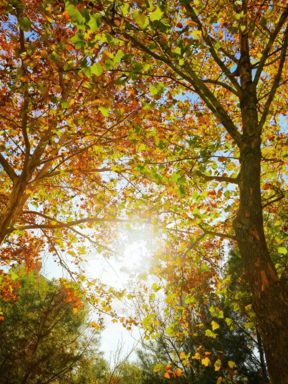 仰着头往树顶看时，阳光从叶缝里漏下来，黄叶和绿叶交织，一半是夏的余温，一半是秋的试探，我举着相机贴向枝干。
