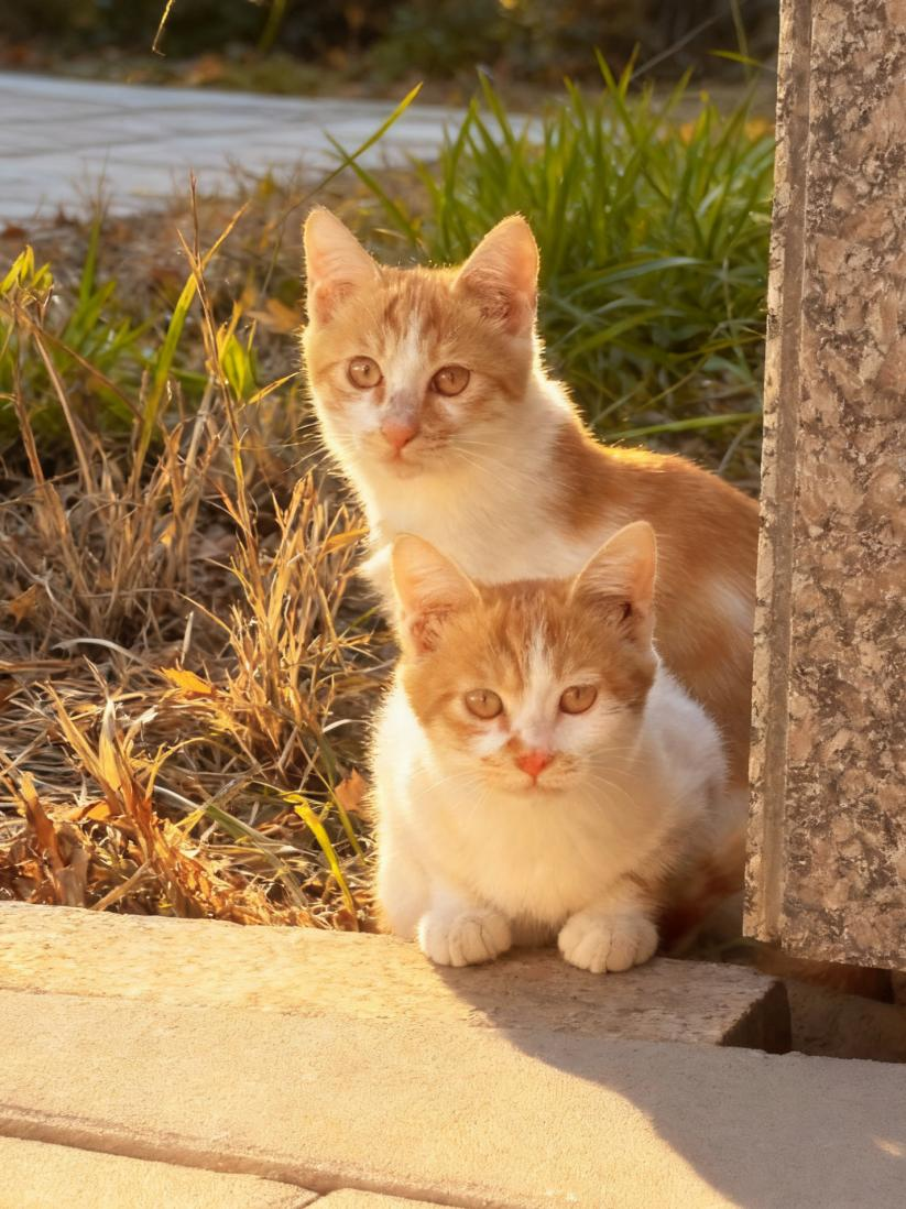 在墙角撞见这两只小家伙，秋天的太阳给它们的毛镶了边，睁圆的眼睛里全是怯生生的好奇。我没敢靠近，举着相机轻轻按快门。