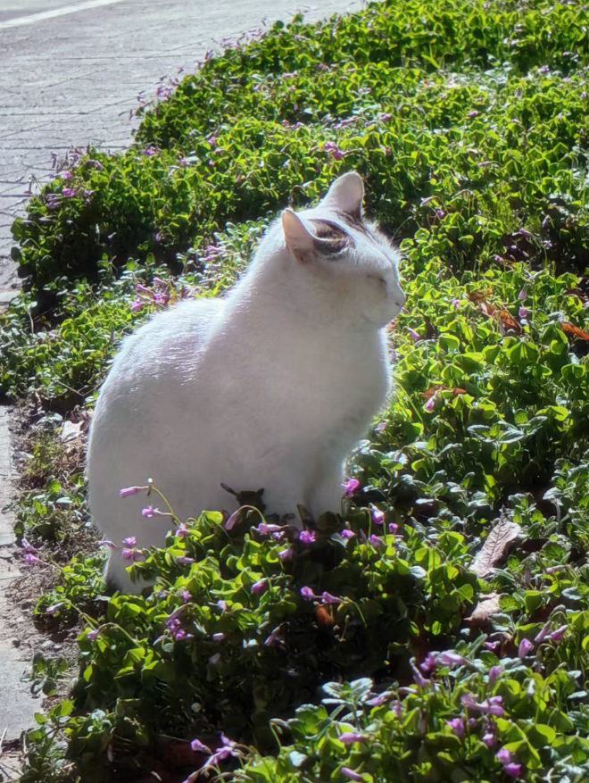 白猫蜷在秋草紫花里晒太阳，蹲身对焦时它偏头蹭叶——原来秋冬的软，是生灵偷藏的半分慵懒。