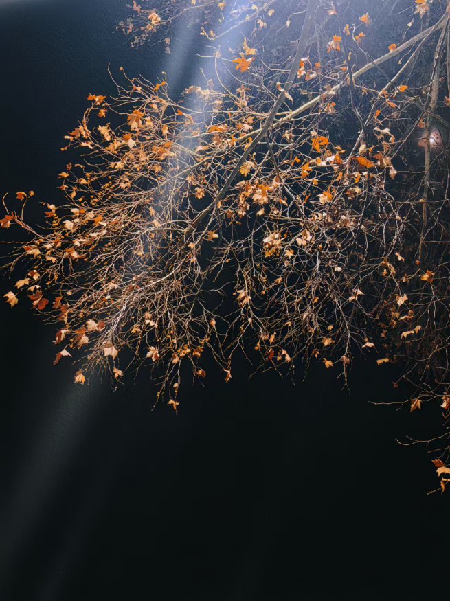 逆光里的枝桠悬着碎金，举着手机仰拍时，落叶擦过鼻尖——原来萧索里，藏着会发光的告别。