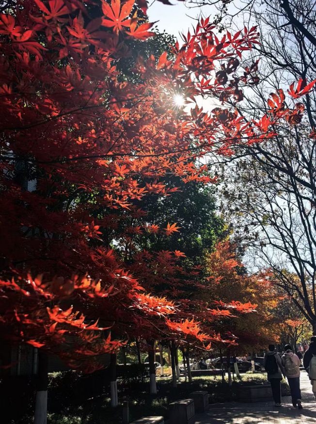 红枫烧透日光，举相机时眼睫落满碎阳。原来热烈从不是春的专利，秋冬也能把风染成滚烫的红。