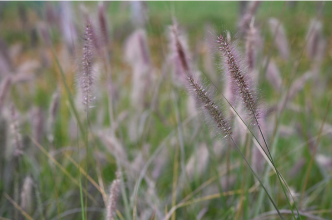 淡紫花穗如绒尾轻摇，丛生于青绿间，灵动又温柔。它藏着坚韧的花语，野丛里的细碎美，像生活里不声张的温柔与力量，悄然动人。