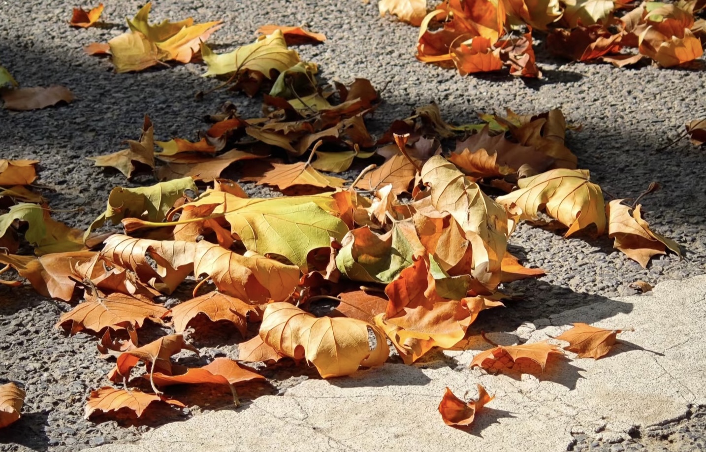 路沿的梧桐叶蜷着晨雨浅痕，沾着星点泥渍，却衬得橙黄愈发暖亮——褶皱里藏着光里的柔亮心事。