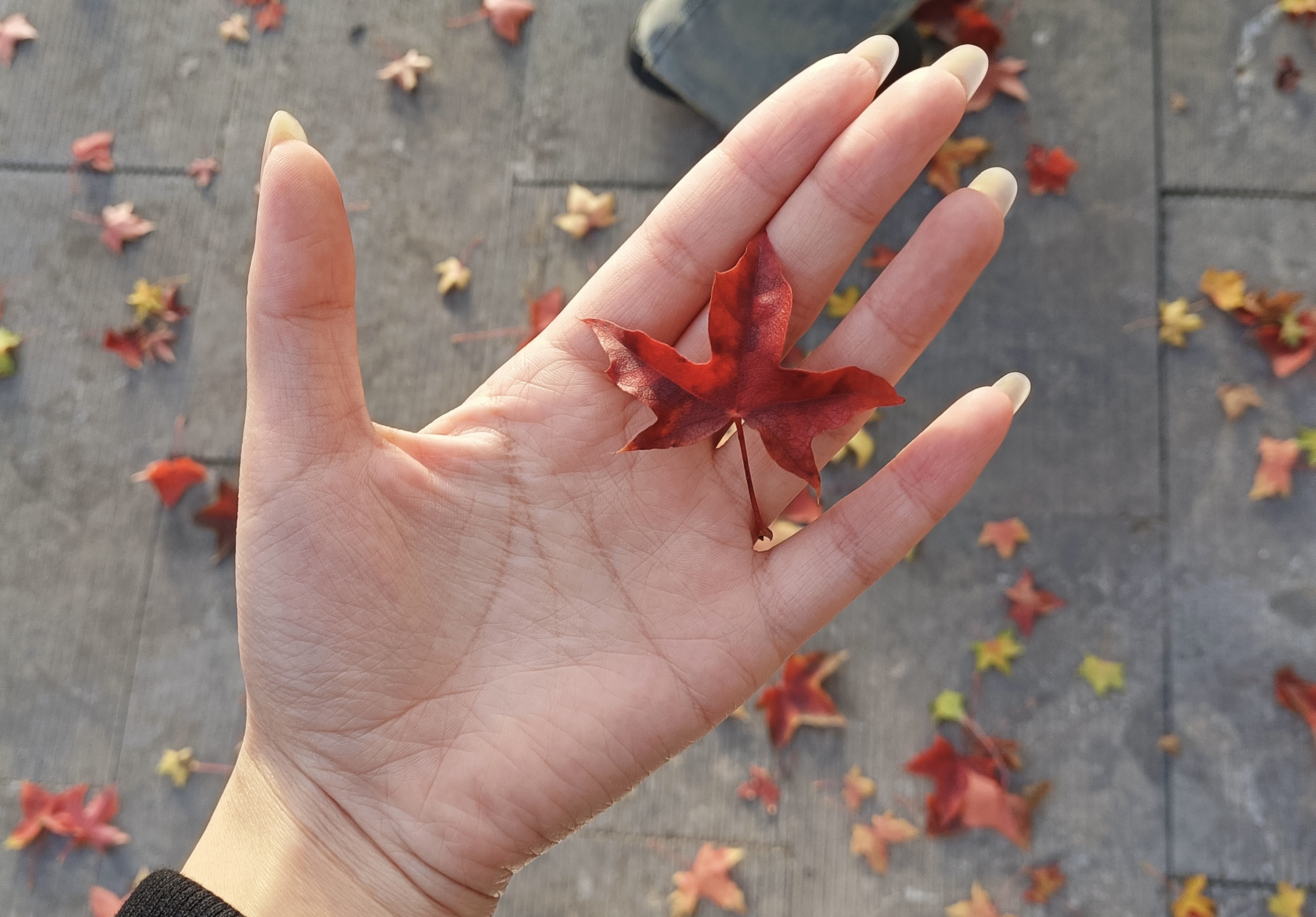 掌心托着红枫叶，叶脉纹路是秋的信笺，拢住它的瞬间，轻轻接住了此刻的平静。