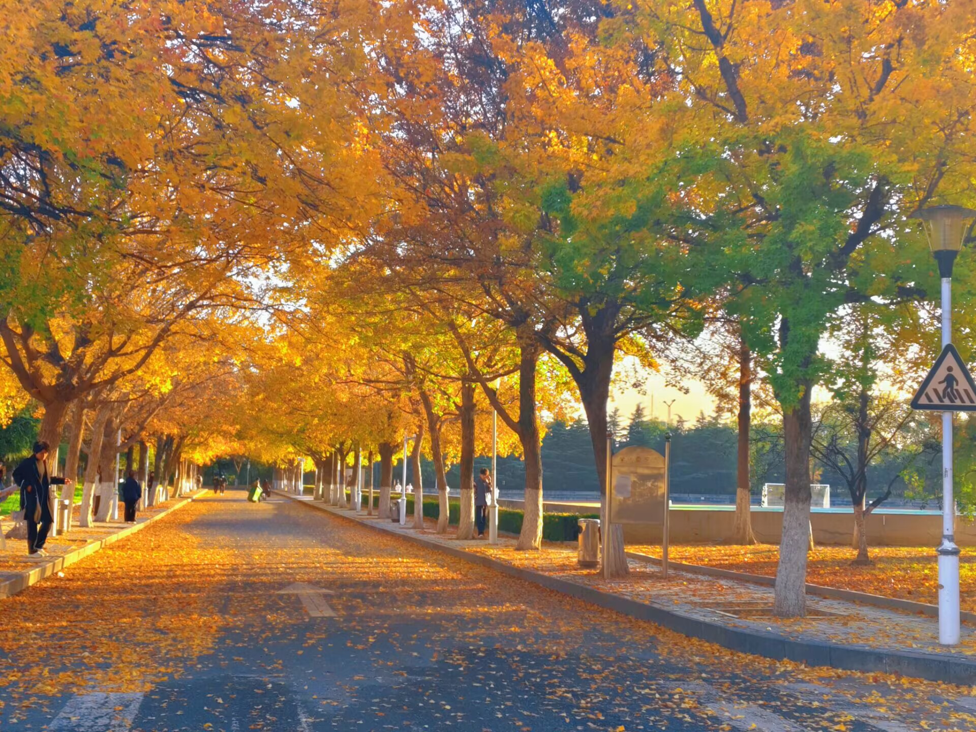 往日赶课低头看手机，那日抬眼遇金黄银杏、赭红枫叶，被其美打动，顿感落叶并非凋零符号，而是季节炽热礼物。开启“秋日拾宝”。
