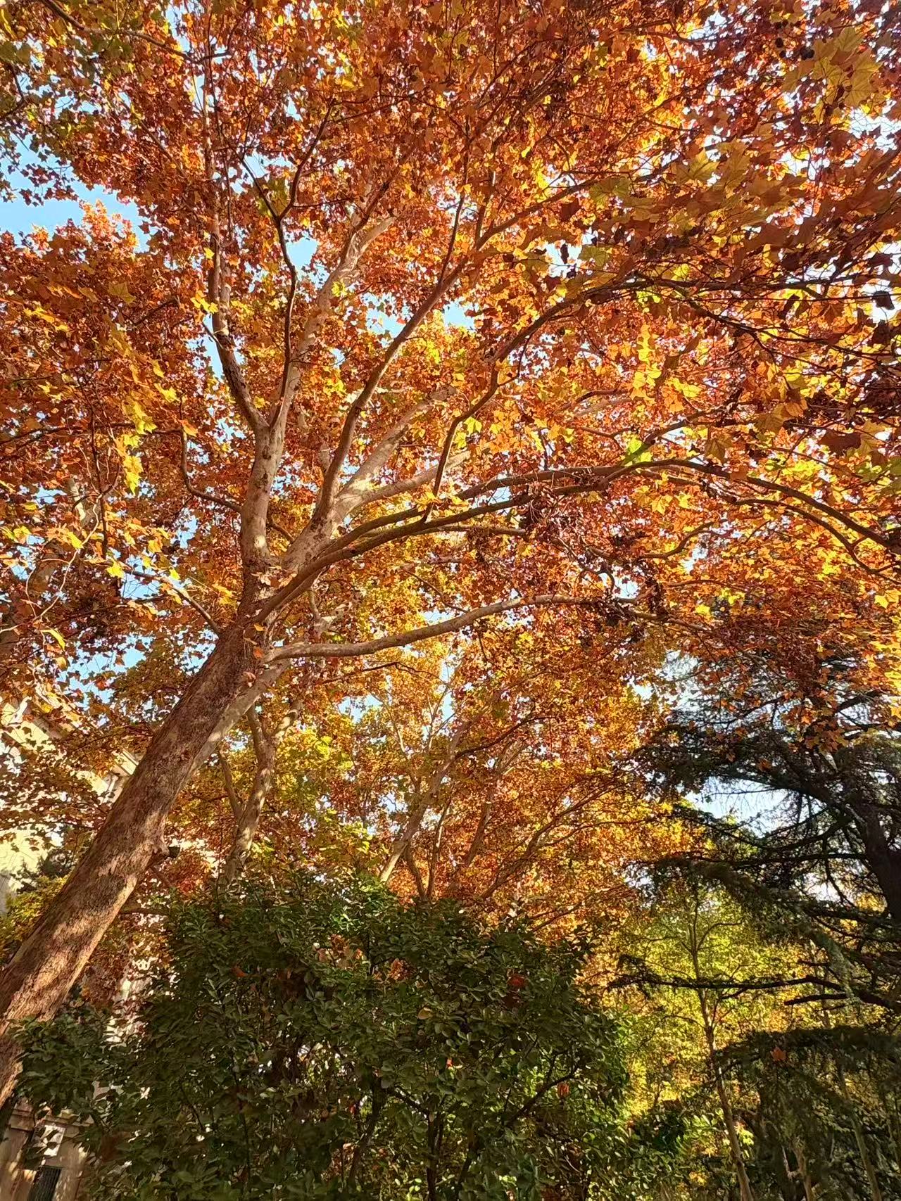  仰头撞进梧桐的橙黄穹顶，交错枝桠把蓝天裁成细碎的蓝玉。风吹过叶隙时簌簌作响，满树秋光跟着摇晃。