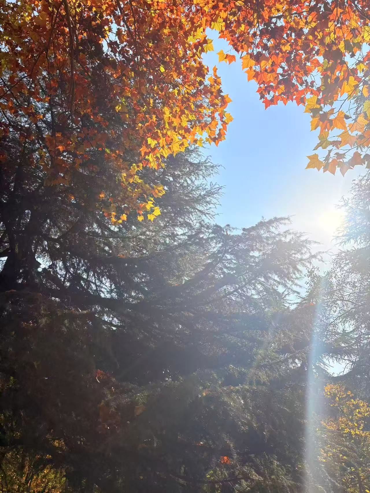 丹红枫叶织成细密的网，漏下满地跳跃的碎金，深绿松影裹着暖融融的日光沉在地面。伸手想捞，却碰碎一捧秋的呼吸。