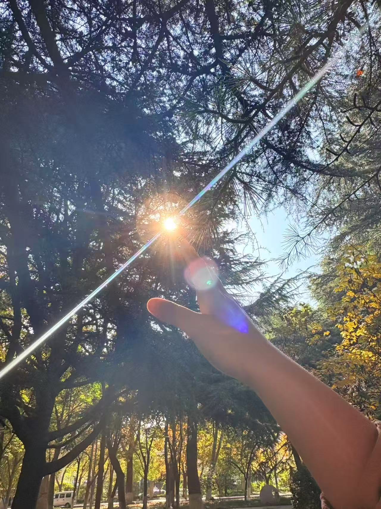 苍劲松枝如剪刀般剪碎澄澈日光，星芒似的光斑落在指尖，渐渐洇开淡淡的蓝紫晕染。这是秋天借阳光，递来的私语。