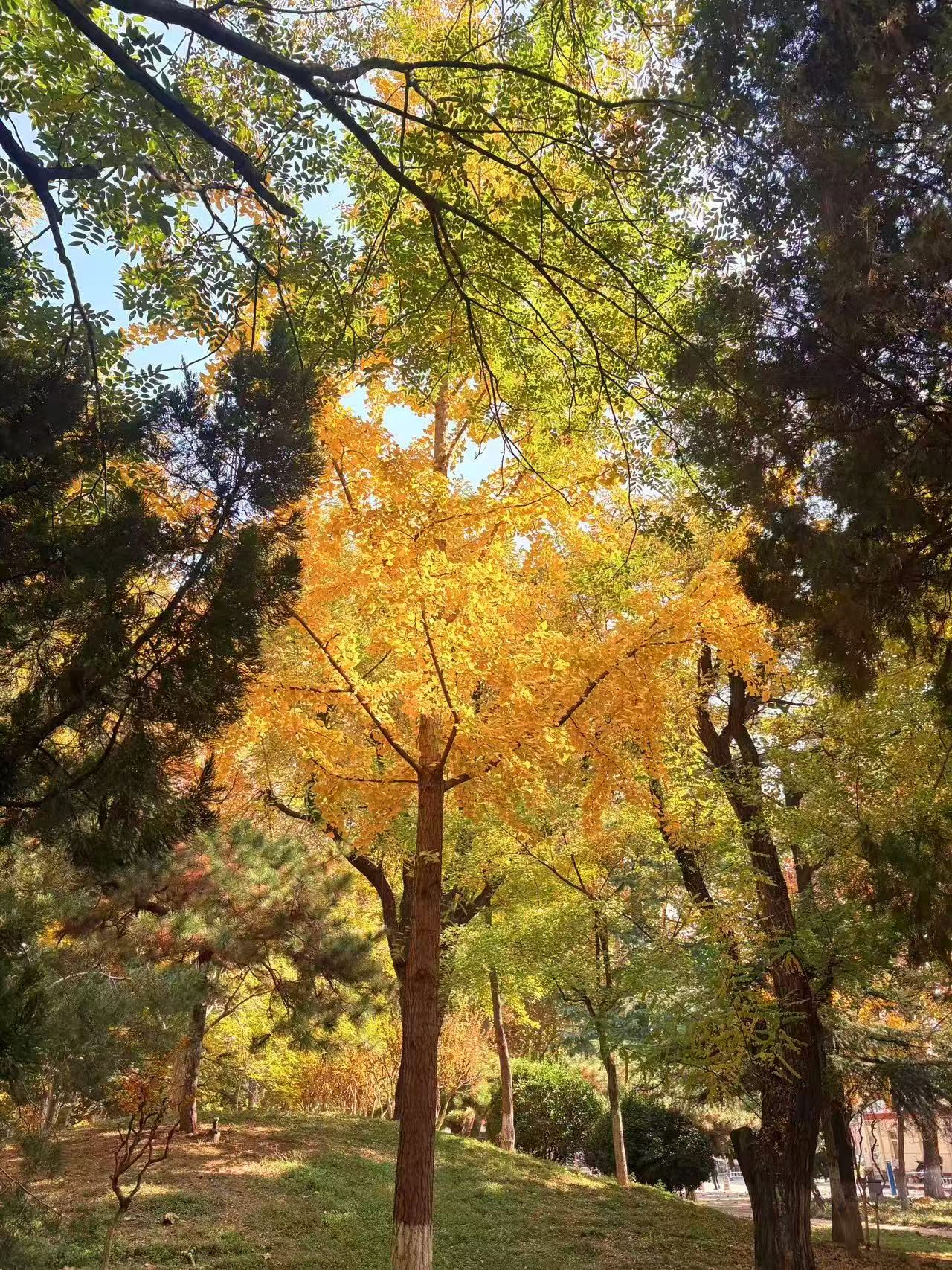 金黄银杏把整个秋天染成明亮的黄，树影叠着树影，在地面铺就一片璀璨，风过处，是季节写给大地的金色诗行。