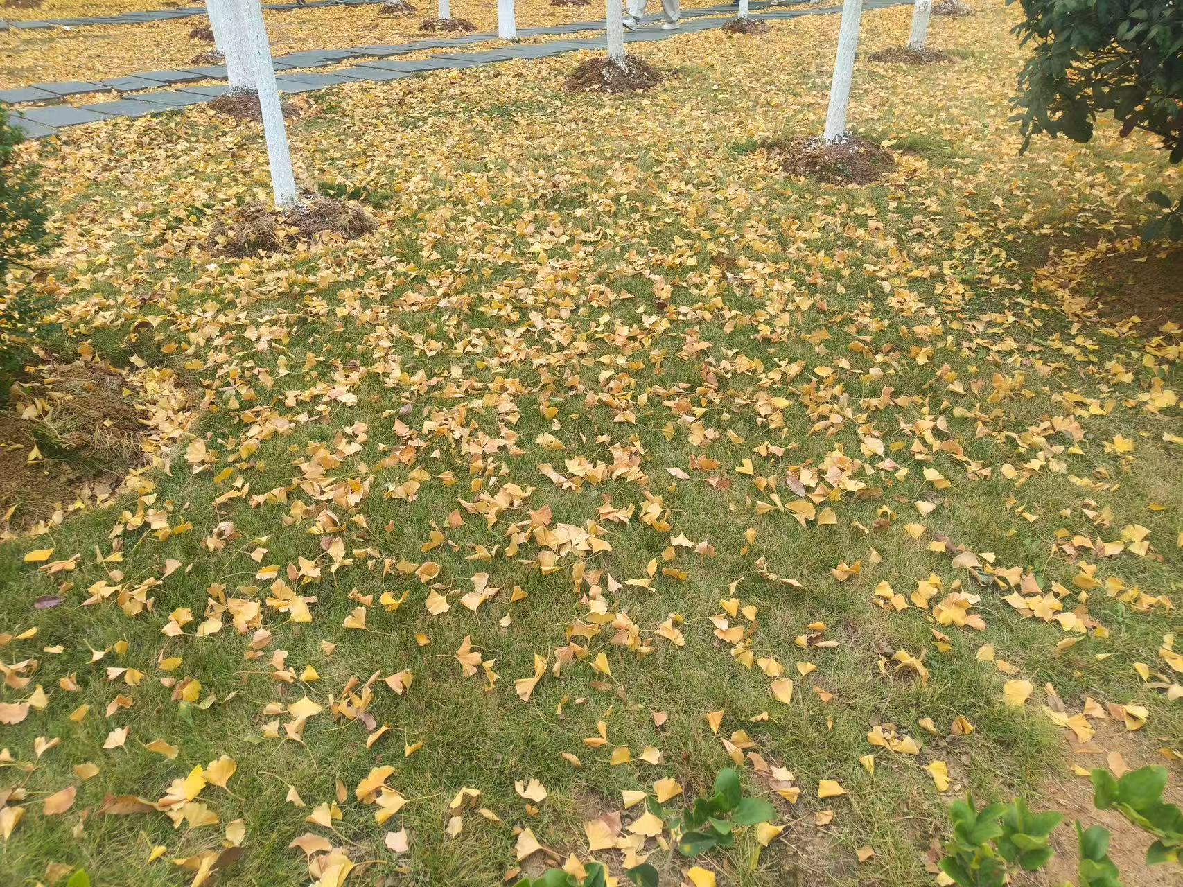 “以自然为媒”，让同学们在接触自然素材的过程中，感受各色秋叶的肌理与温度，初步建立与外界的联结，舒缓初始的浮躁情绪。
