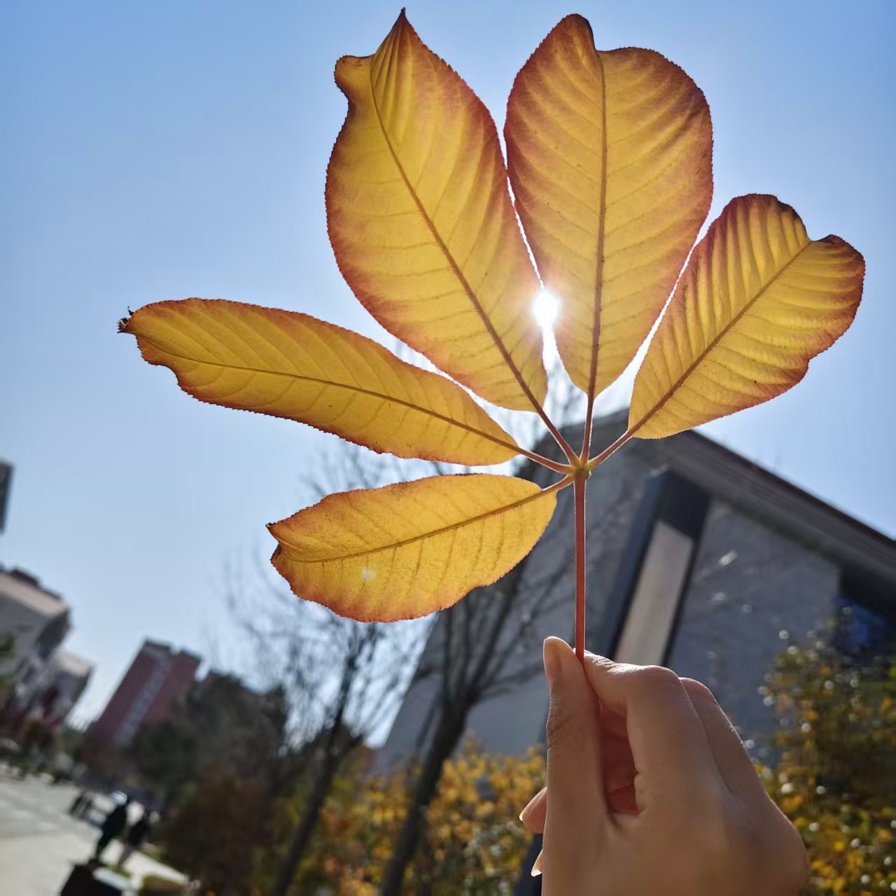 指尖攥着七叶树叶子，阳光漏叶缝烫出红边。叶脉硌得指腹发痒，如触碰秋的心跳。抓住不必用力，指尖温度让落叶鲜活起来