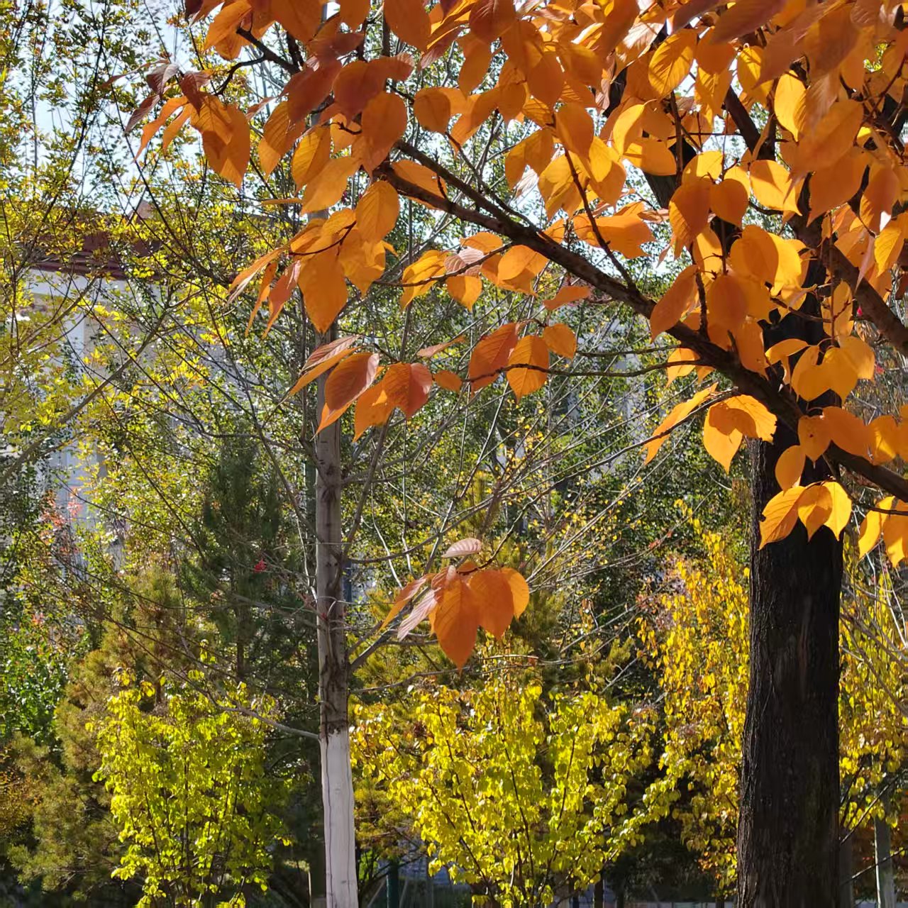 叶片层层叠叠垂落，似将秋阳缝在枝桠。未调滤镜，鲜活颜色本是风抖落的季节碎金——好画面从无需修饰，自会发光