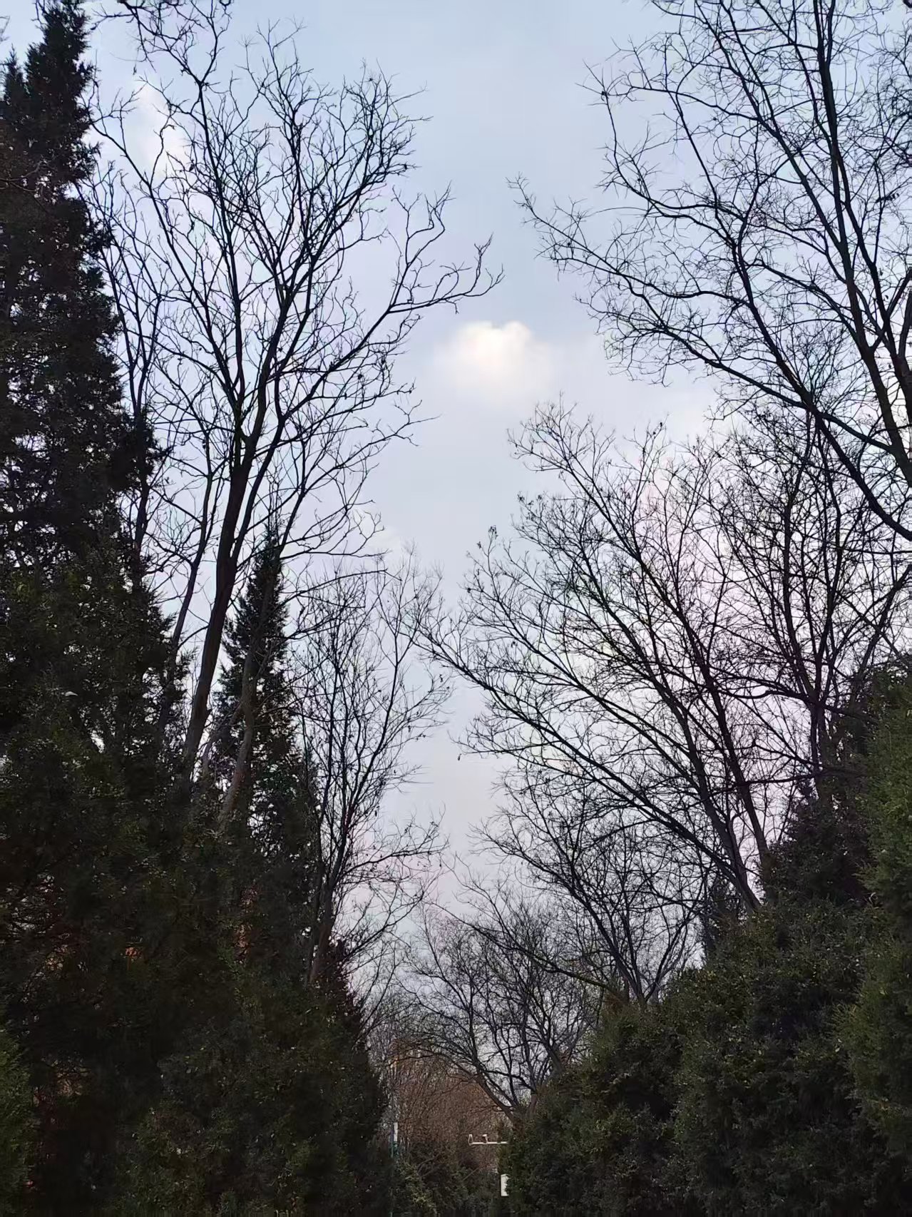 落叶乔木枝桠如瘦骨嶙峋的手，撕碎灰蓝天幕，左侧松柏攥着深绿似旧时光。忽懂留白：空枝非萧瑟，是季节写给春天的伏笔。