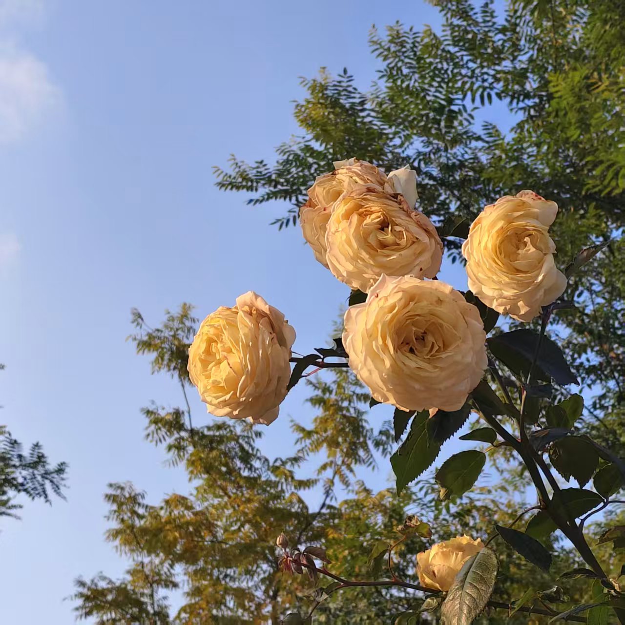 深秋黄月季是意外之喜，莽撞绽放的花瓣卷着褶皱，似未熨平的阳光。仰颈举镜半分钟，等风拂出松弛花枝，抬头便接住冷天里的一捧暖