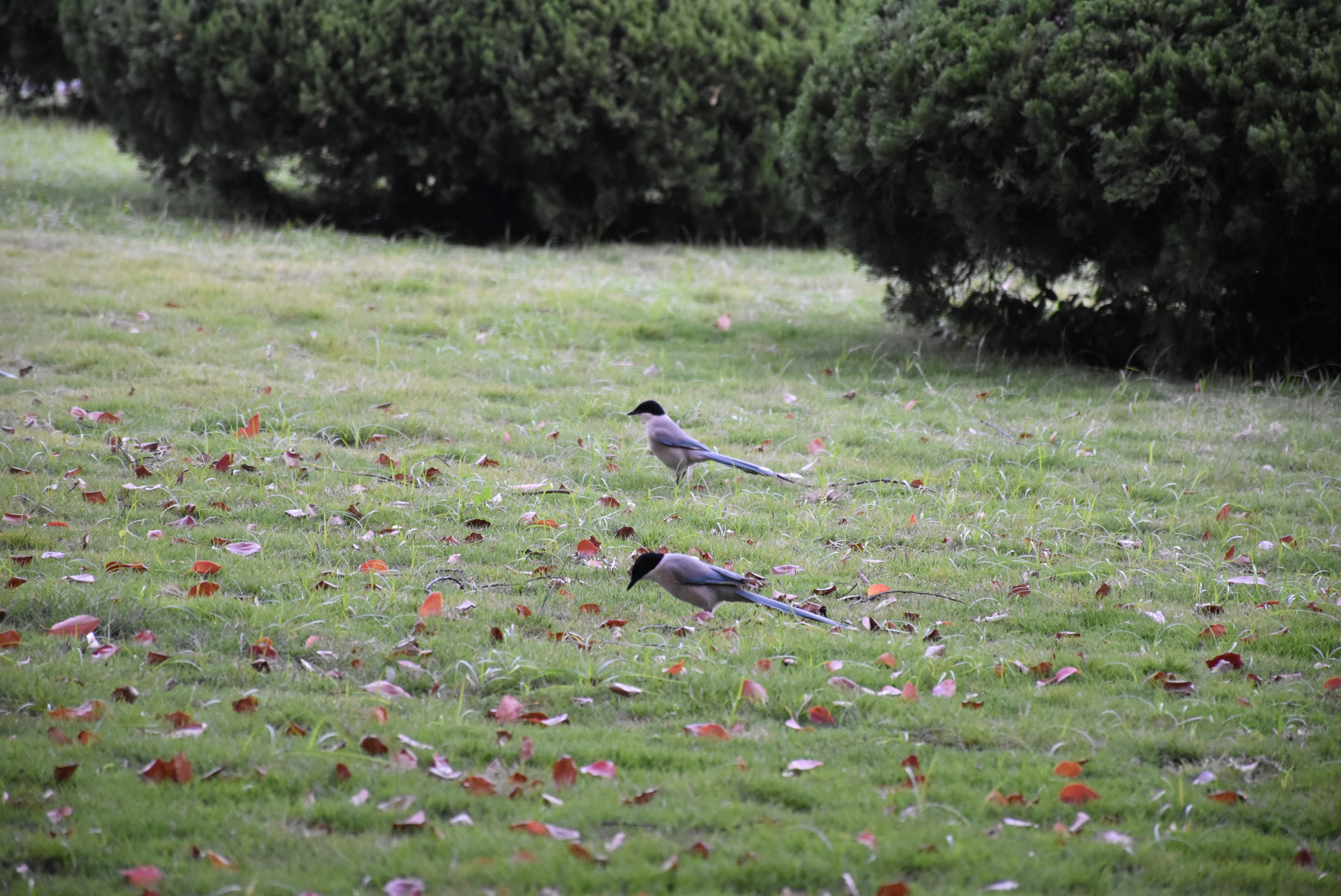 敬文广场前草坪上有几只灰喜鹊。我抓拍到了两只，正好处于画面的中垂线上。一只眺望远方，一只低头觅食，一静一动，甚是可爱。