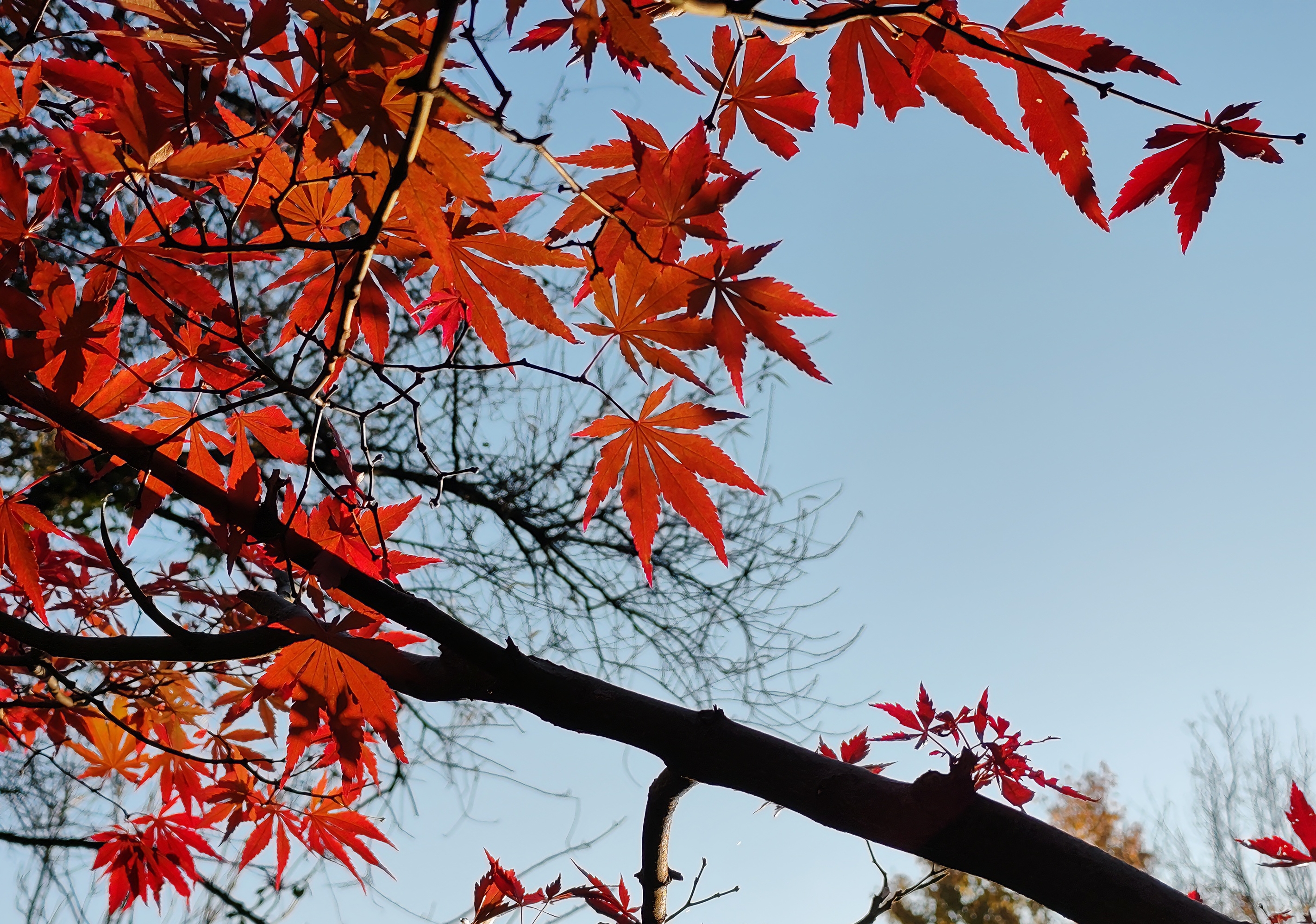 片片枫叶鲜红夺目，在蓝天的映衬下愈发艳丽。叶片形状如掌，脉络清晰，尽显秋日的绚烂与静美。