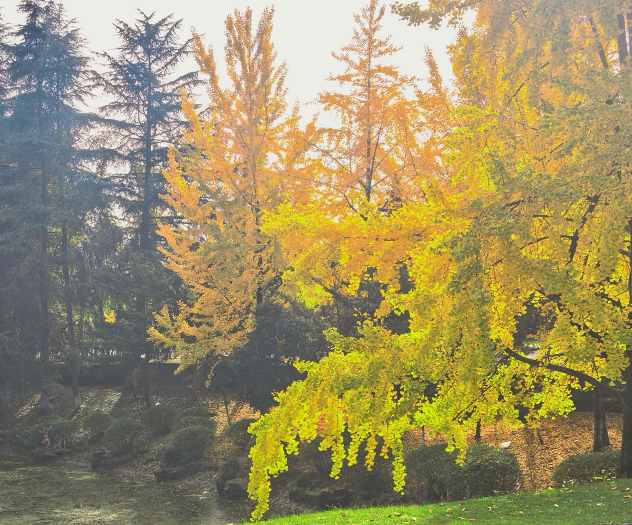 转角遇见满树银杏，金黄的叶子在阳光下闪着光，风一吹，便簌簌落下，铺成一地温柔的毯。我蹲下身拾了几片，指尖触到叶片的纹路。