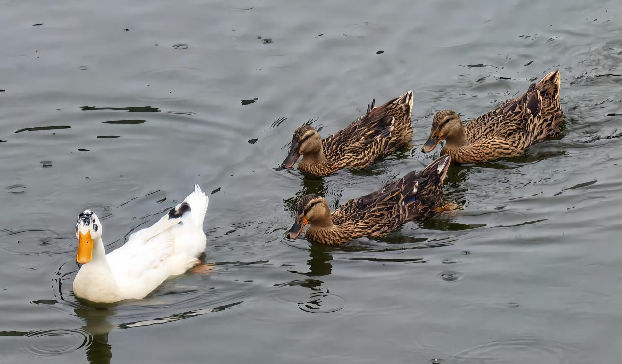 午后去湖边散步，看见鸭群在水里悠游。它们一会儿排成小队，一会儿散开嬉戏，水波被搅出粼粼纹路。